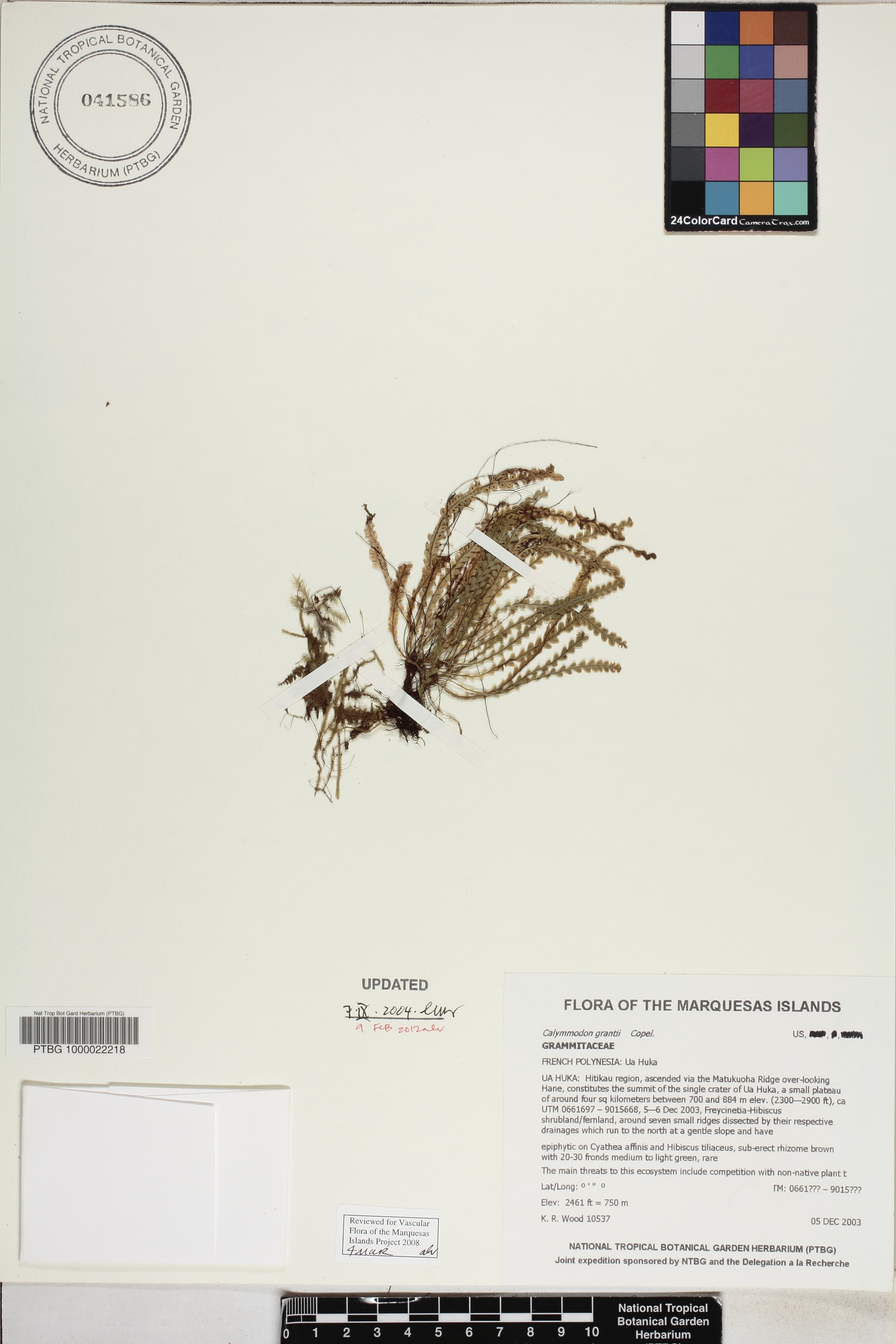Calymmodon cucullatus image