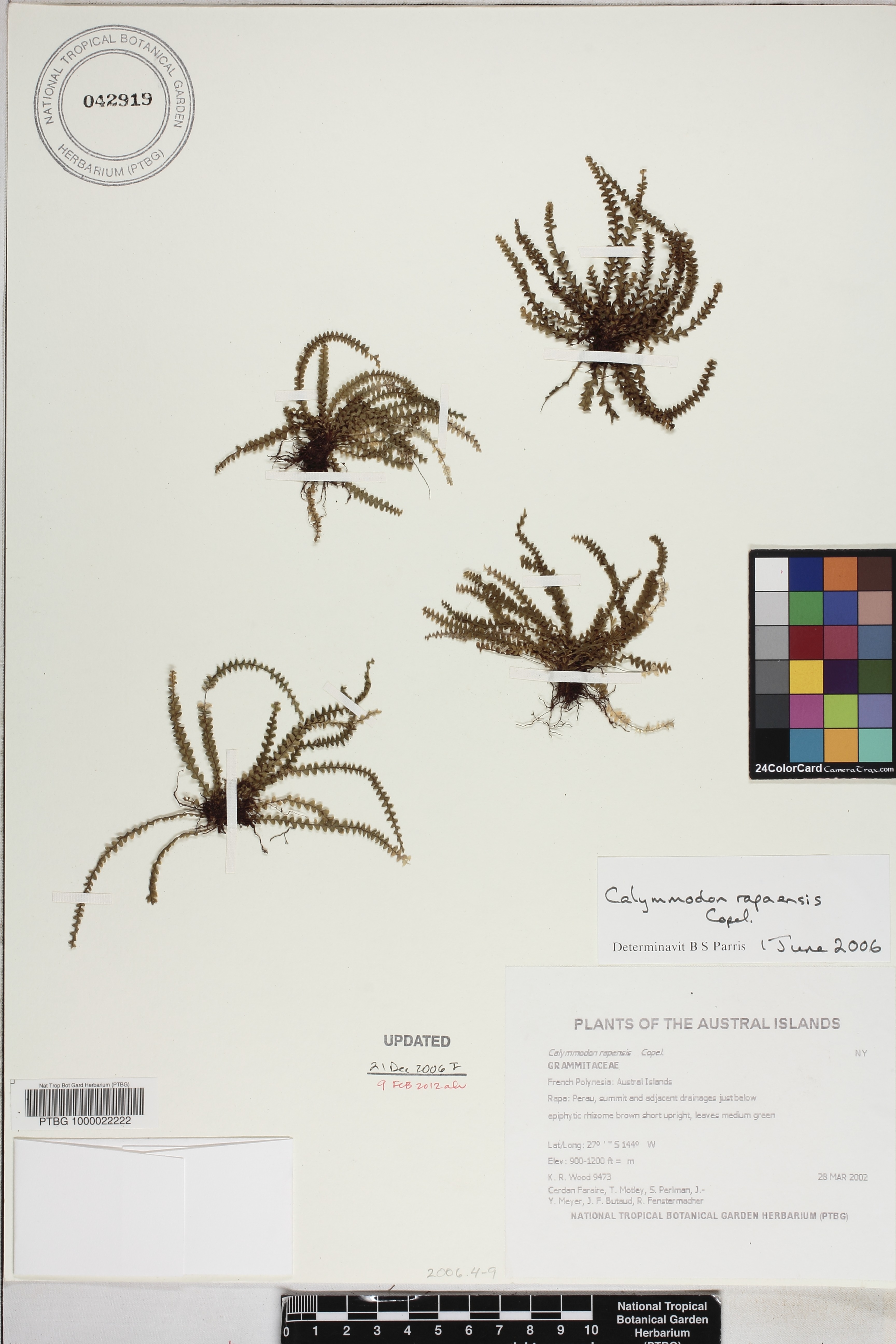 Calymmodon rapensis image