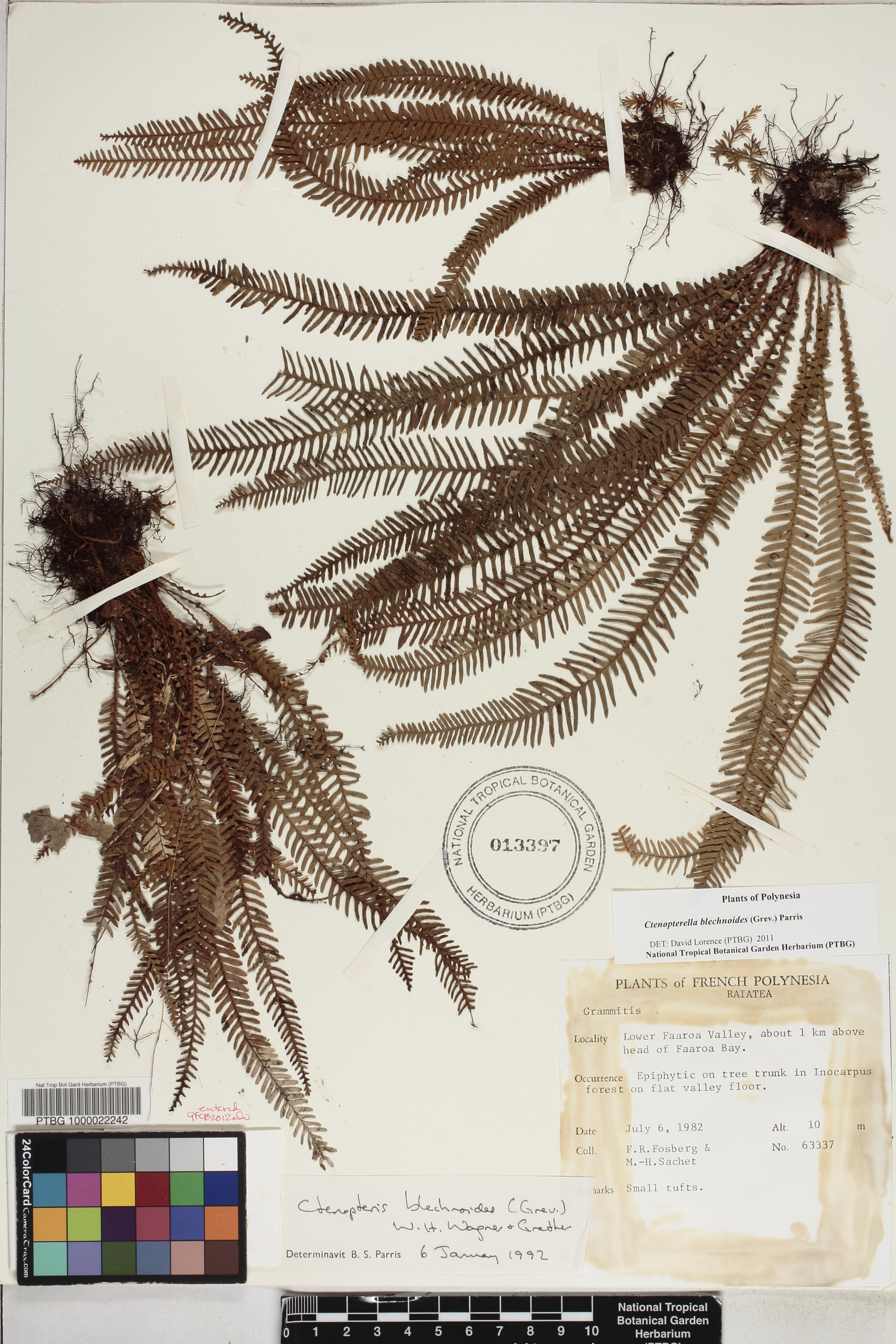Ctenopterella image