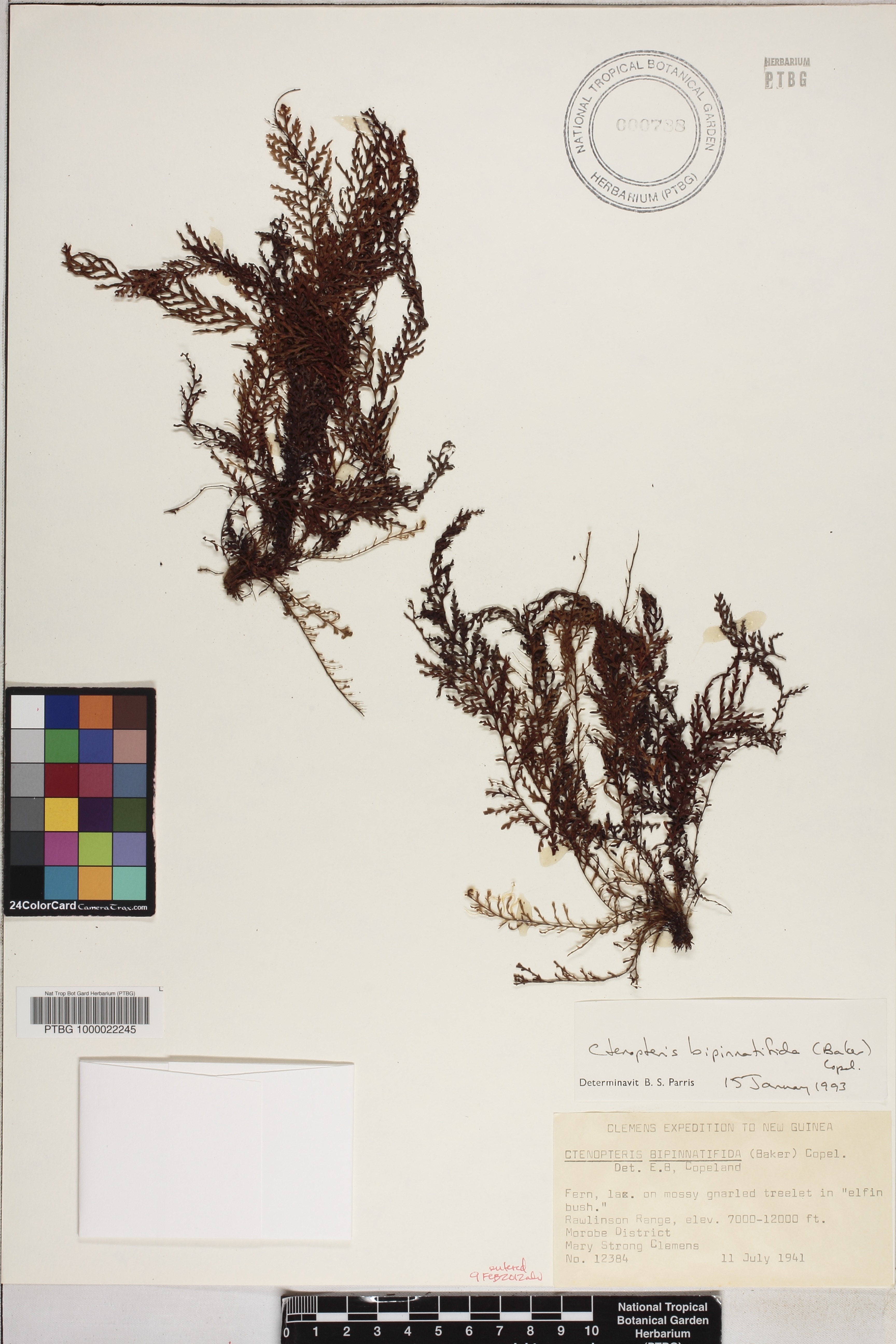 Tomophyllum bipinnatifidum image