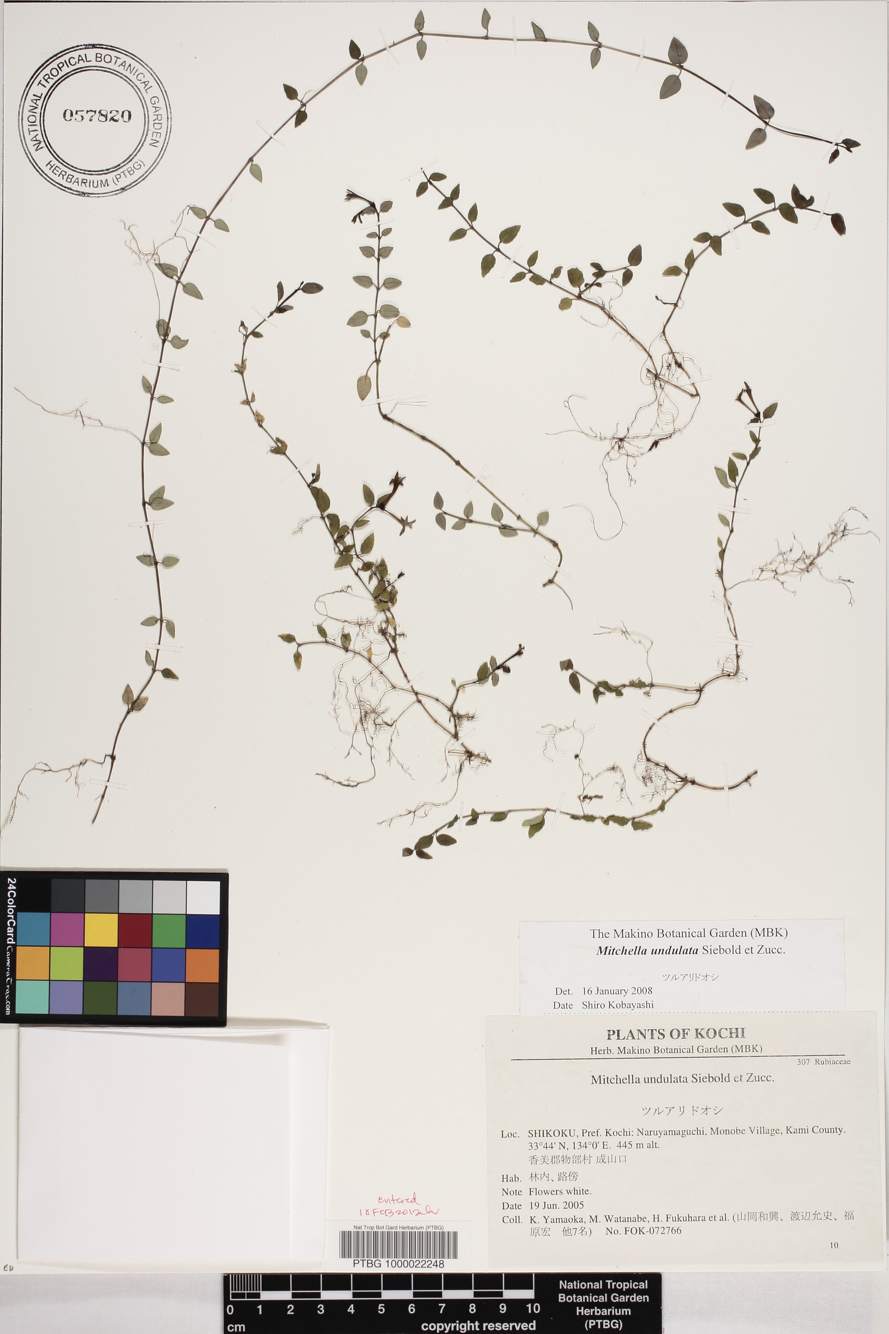 Mitchella undulata image