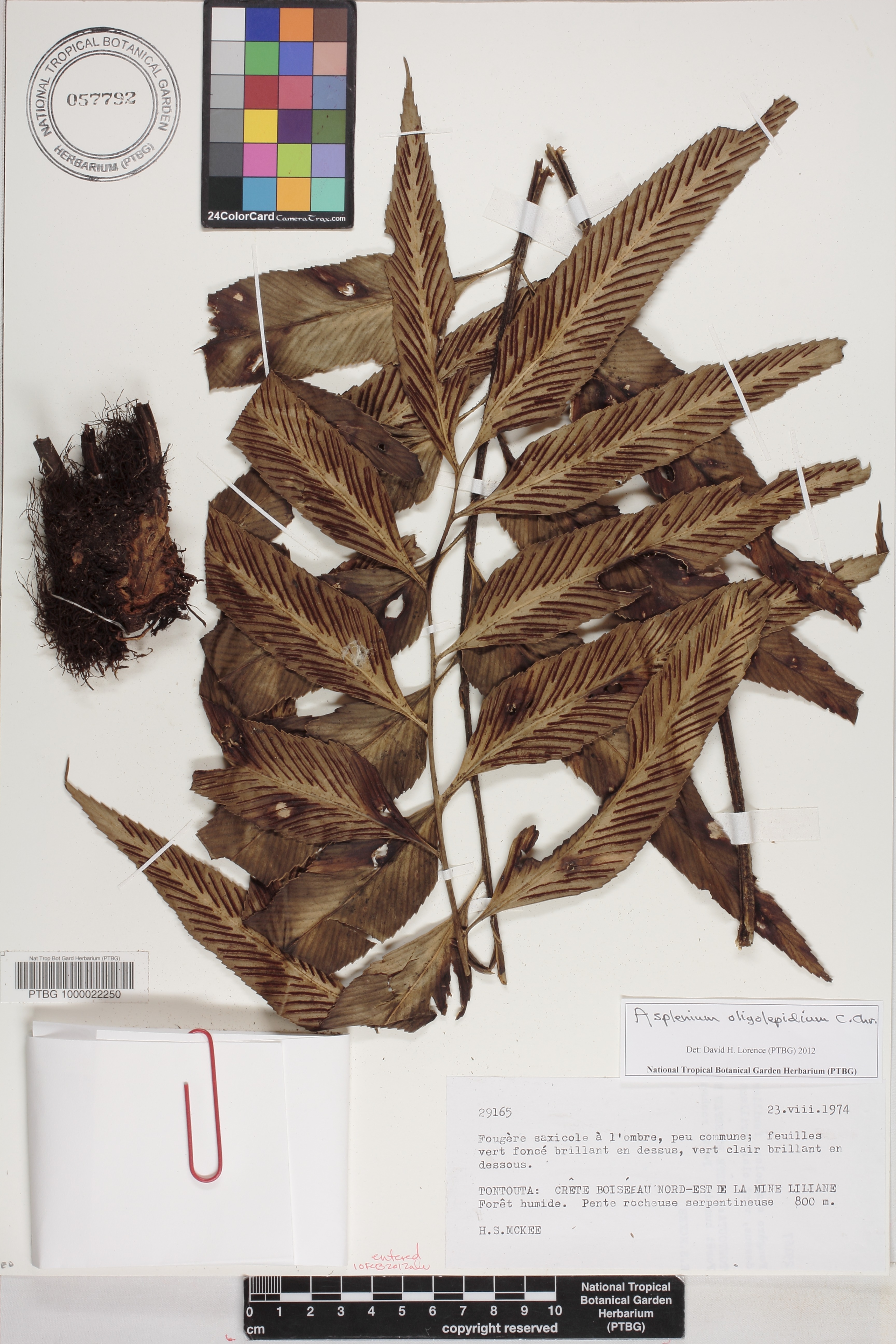 Asplenium oligolepidum image