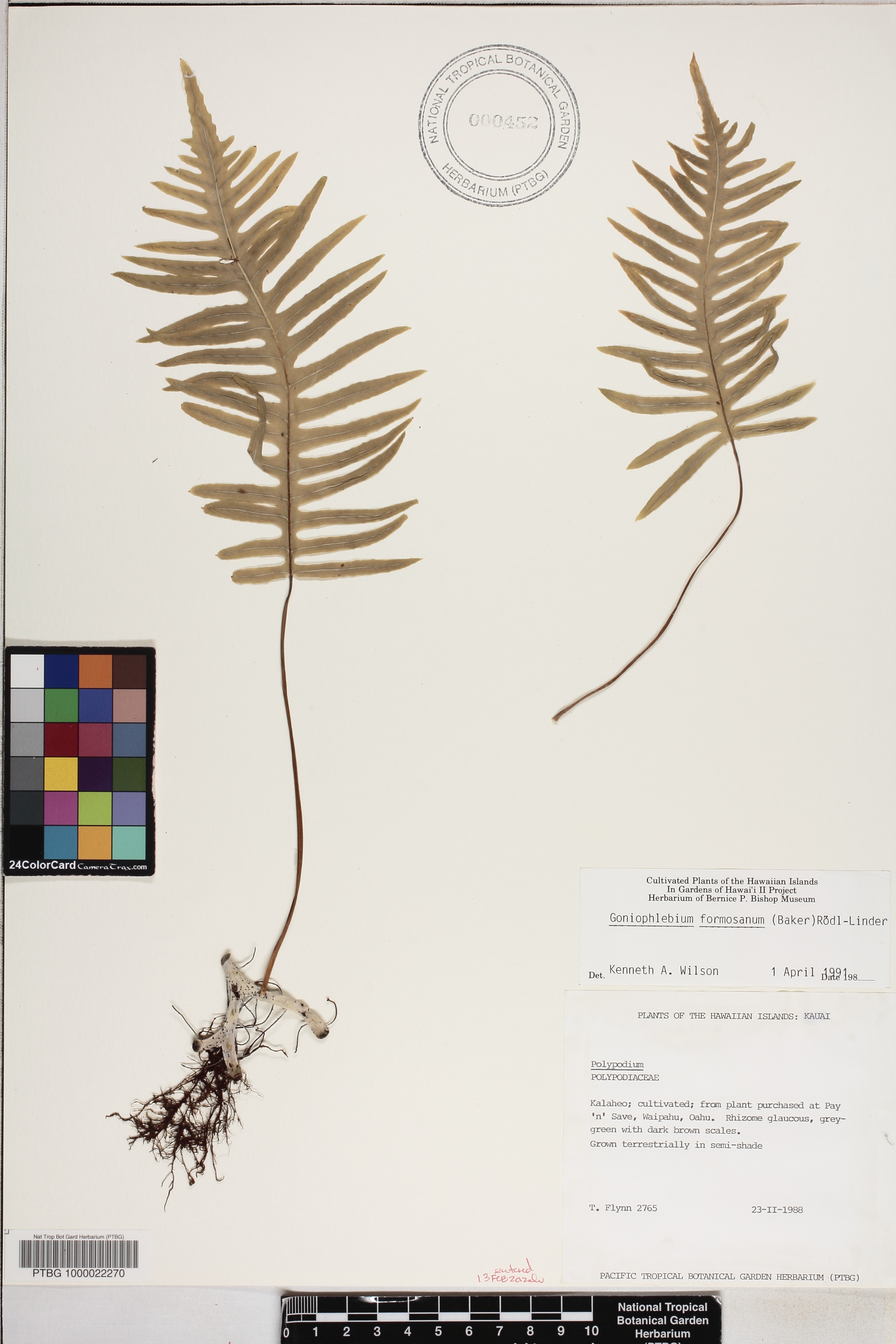 Goniophlebium image