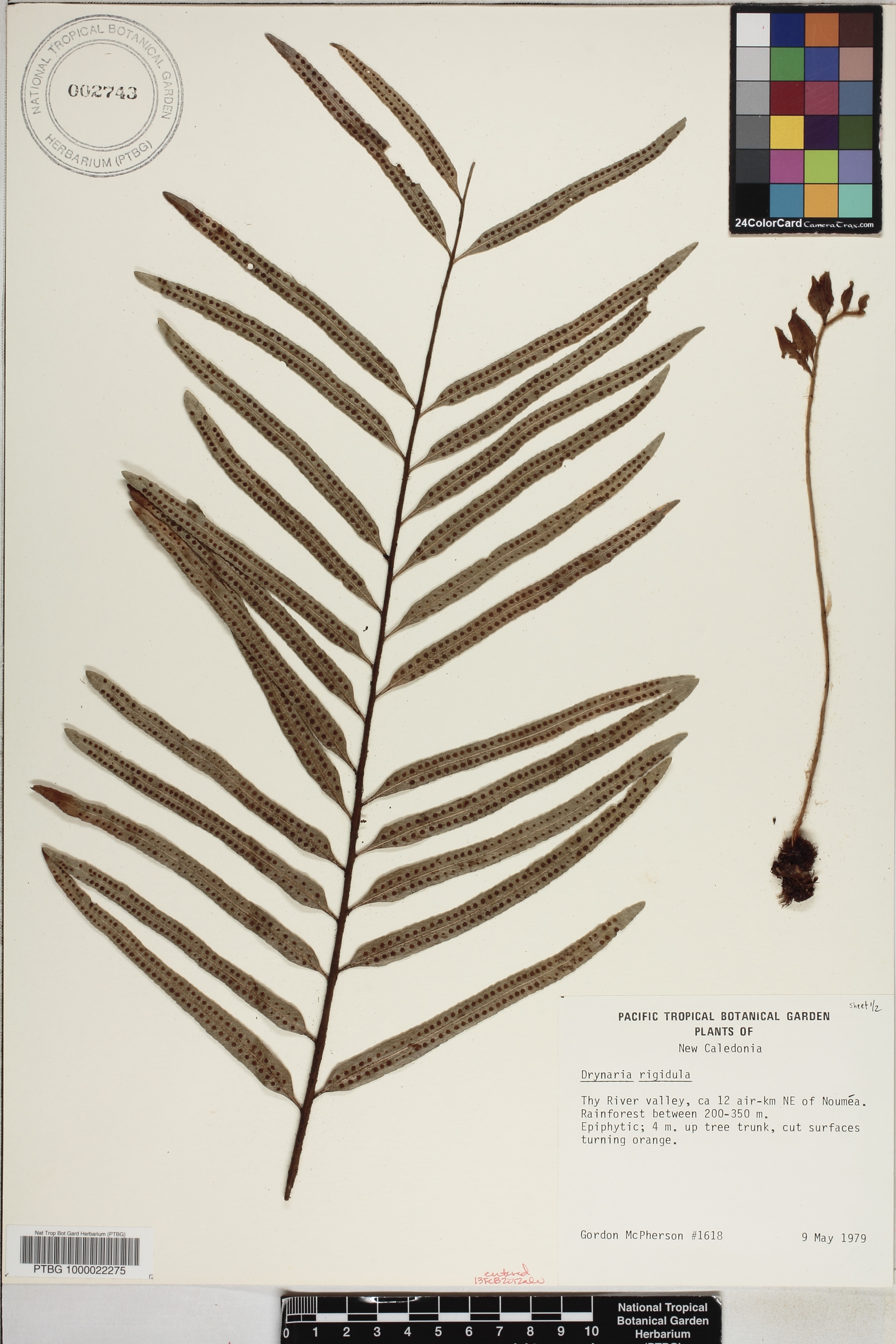 Aglaomorpha image