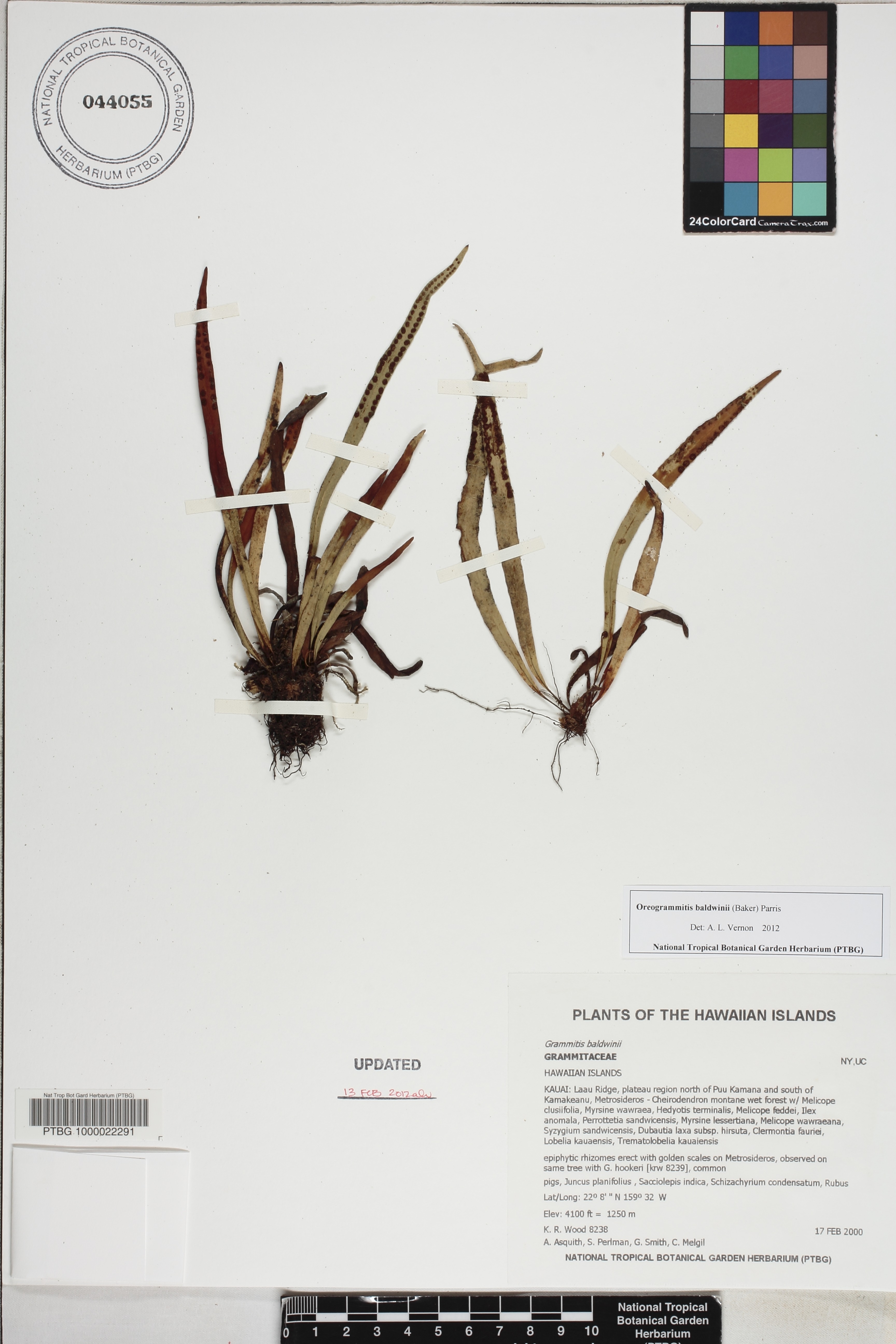 Oreogrammitis baldwinii image