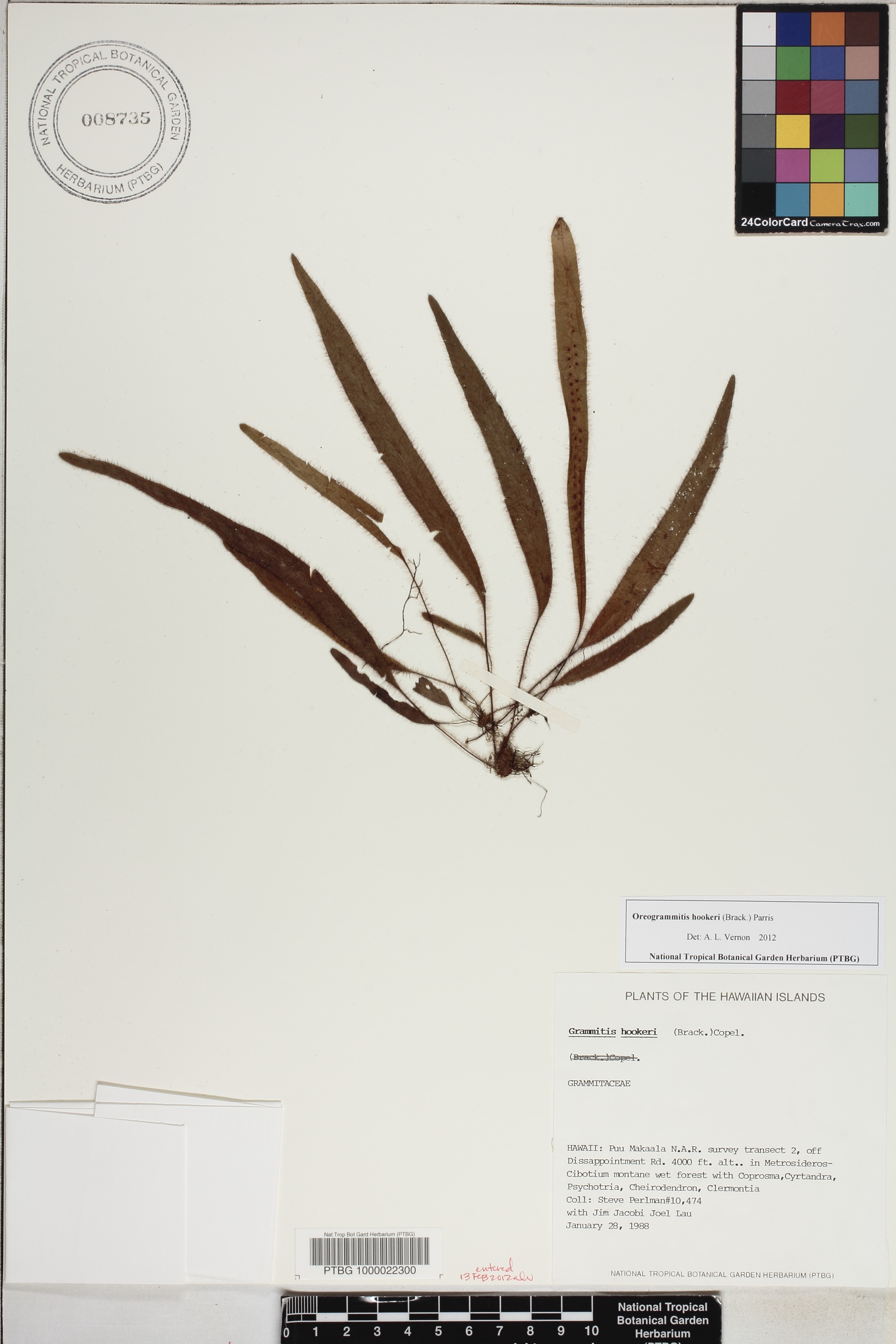 Oreogrammitis hookeri image