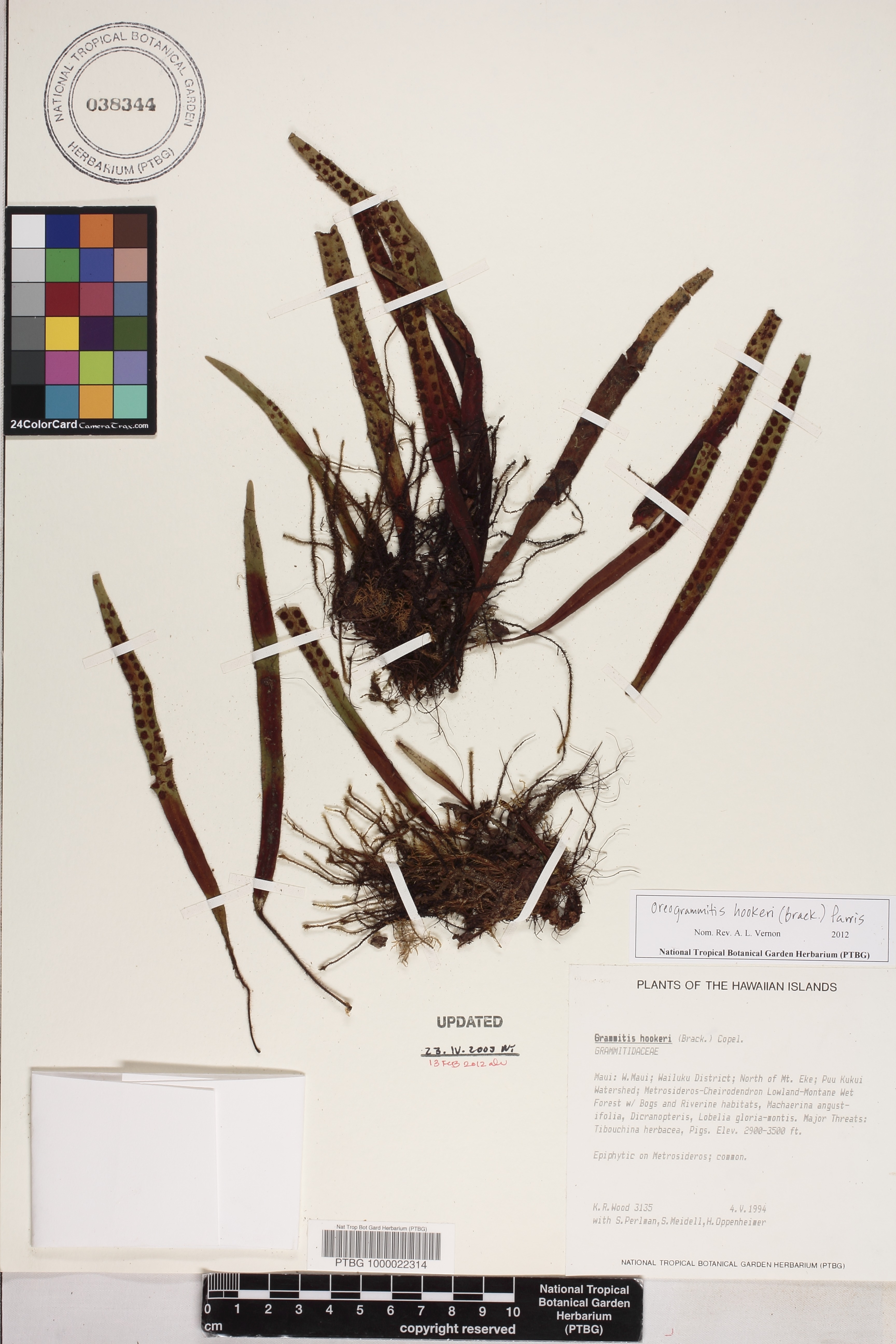 Oreogrammitis forbesiana image