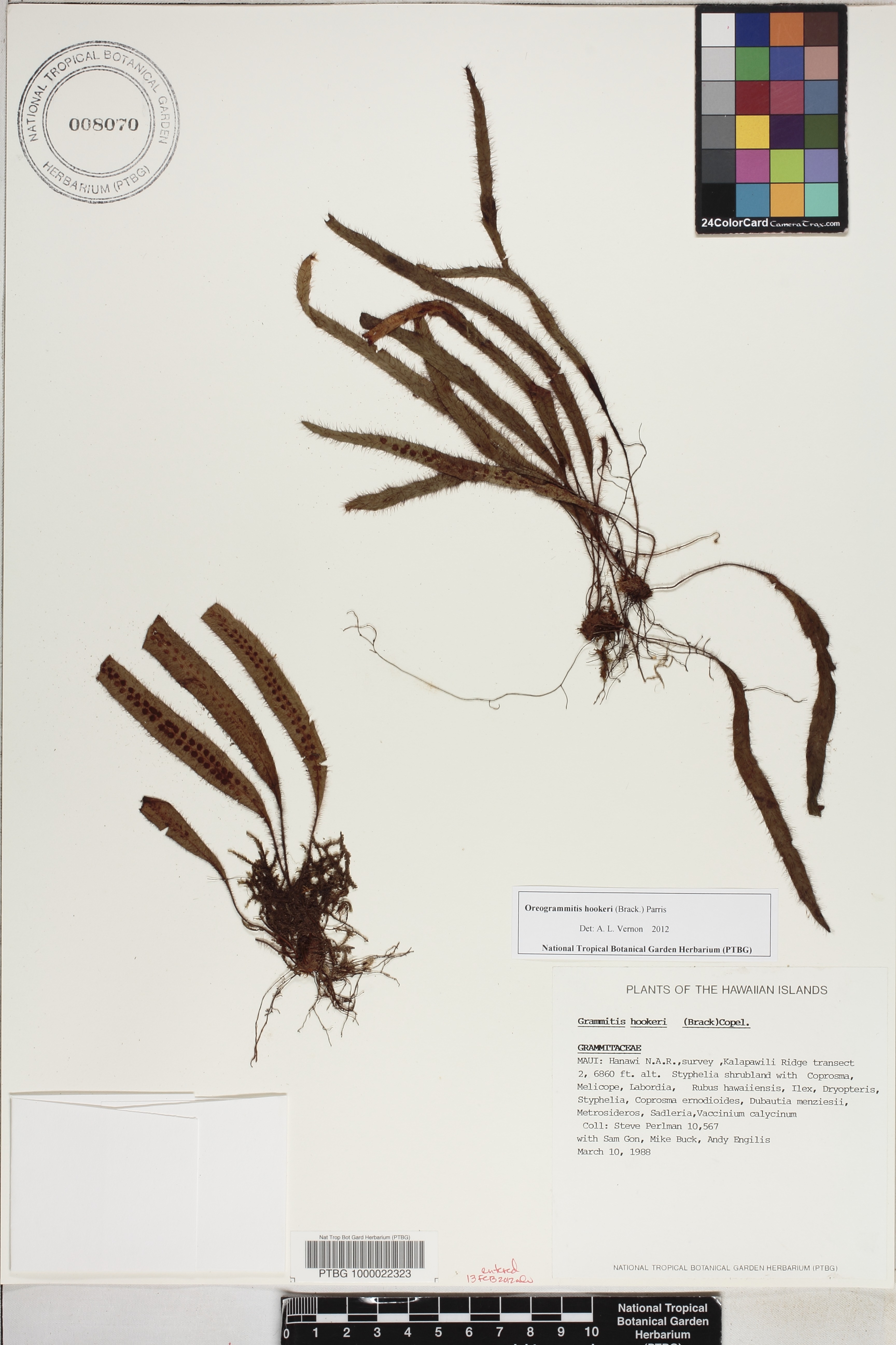 Oreogrammitis image