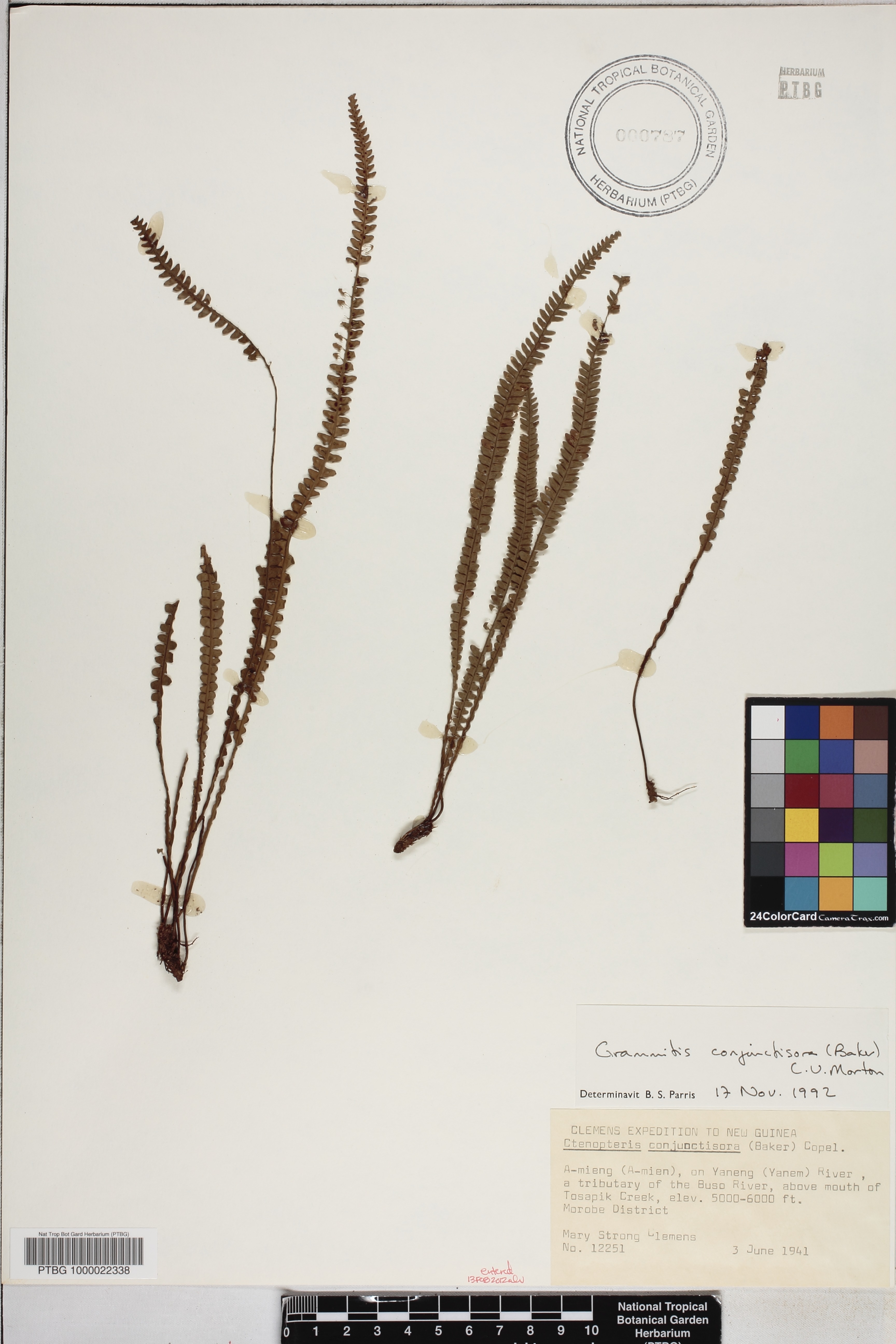 Oreogrammitis conjunctisora image