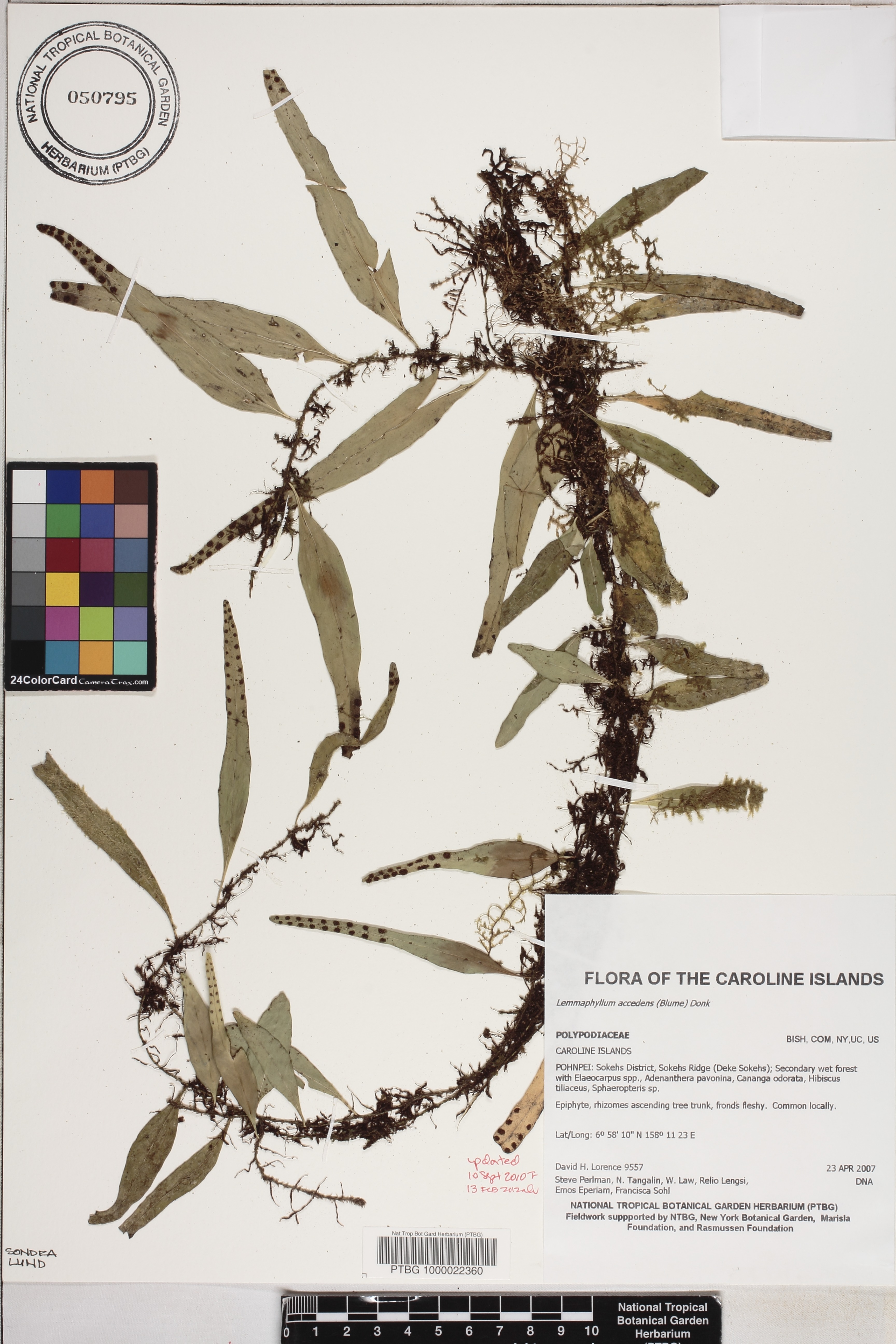 Lemmaphyllum accedens image