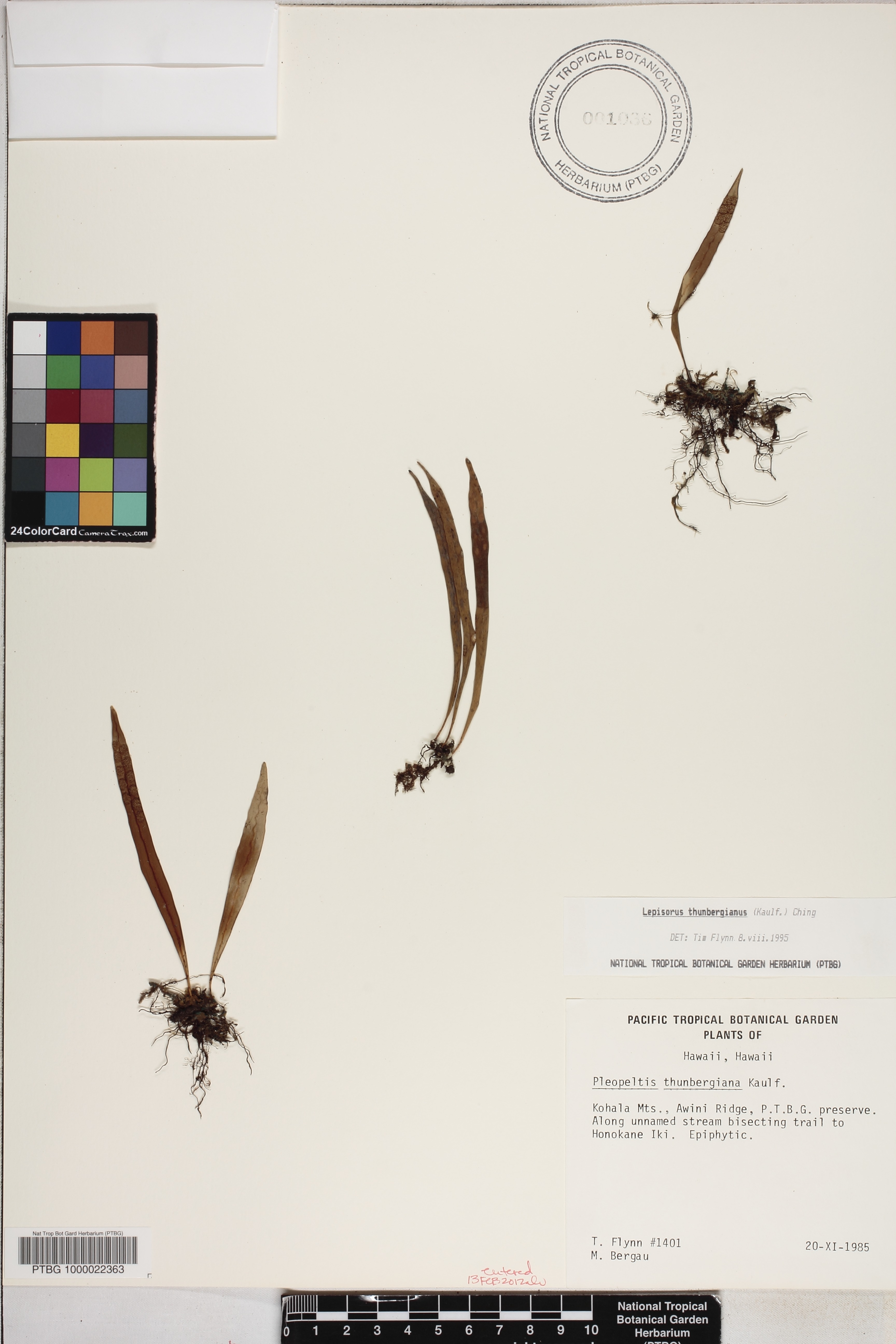 Lepisorus thunbergianus image