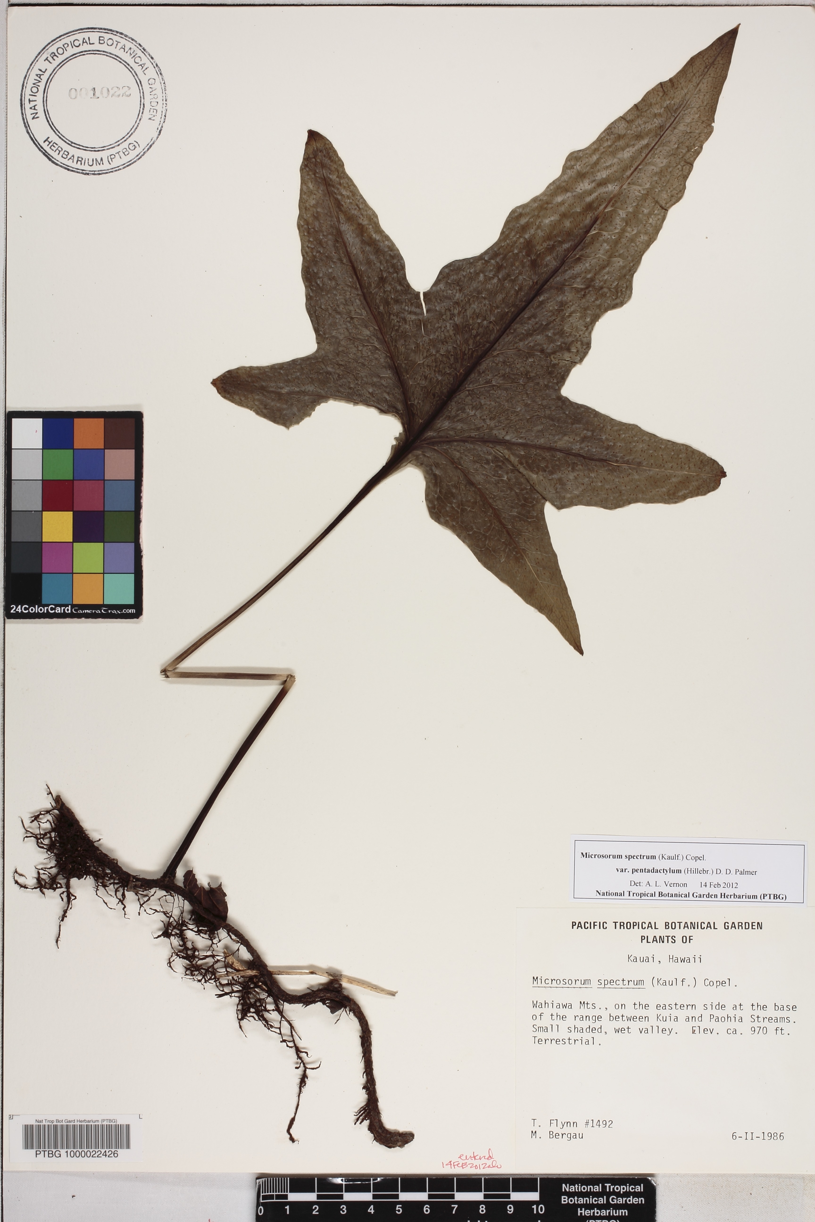 Microsorum spectrum var. pentadactylum image