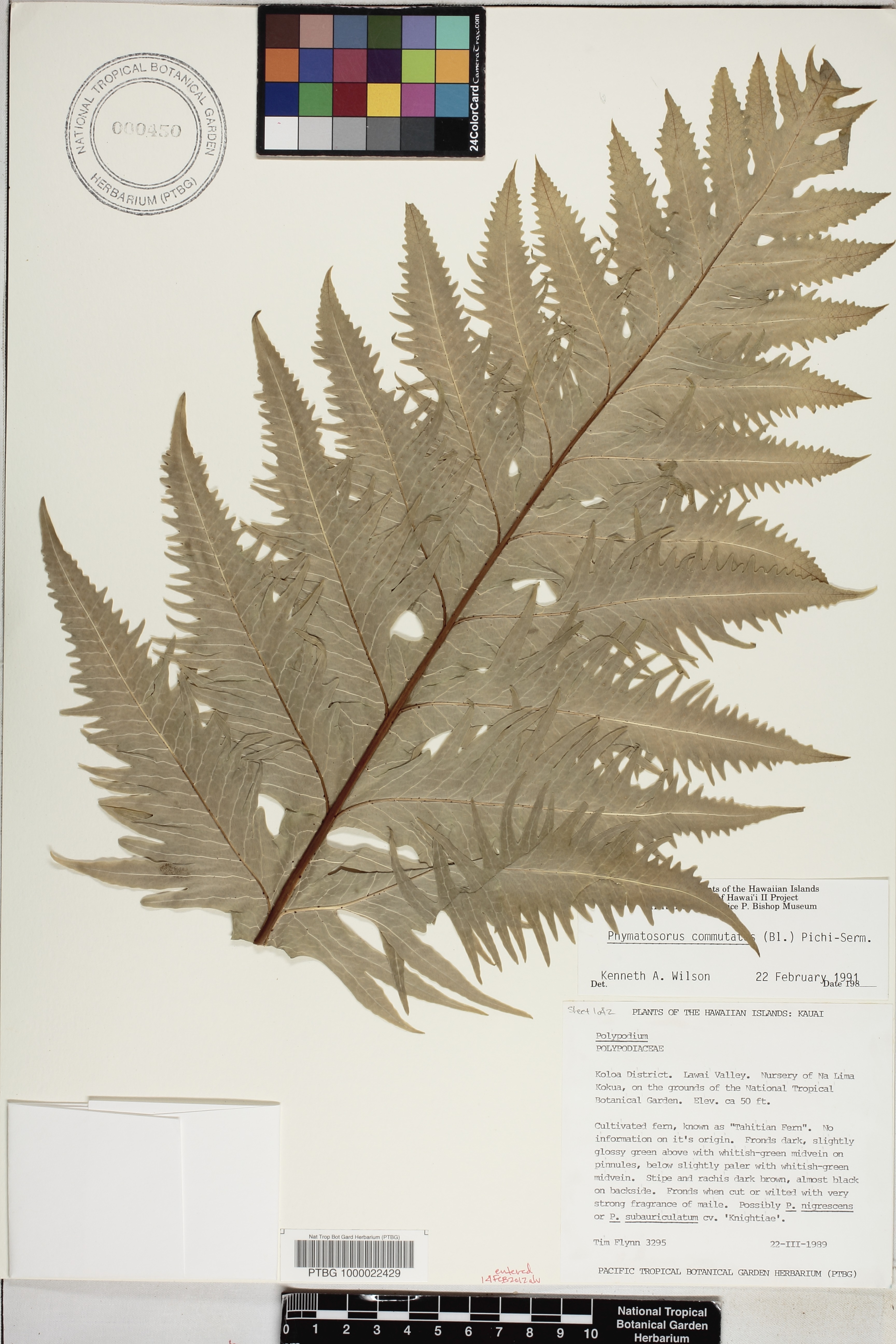 Microsorum image
