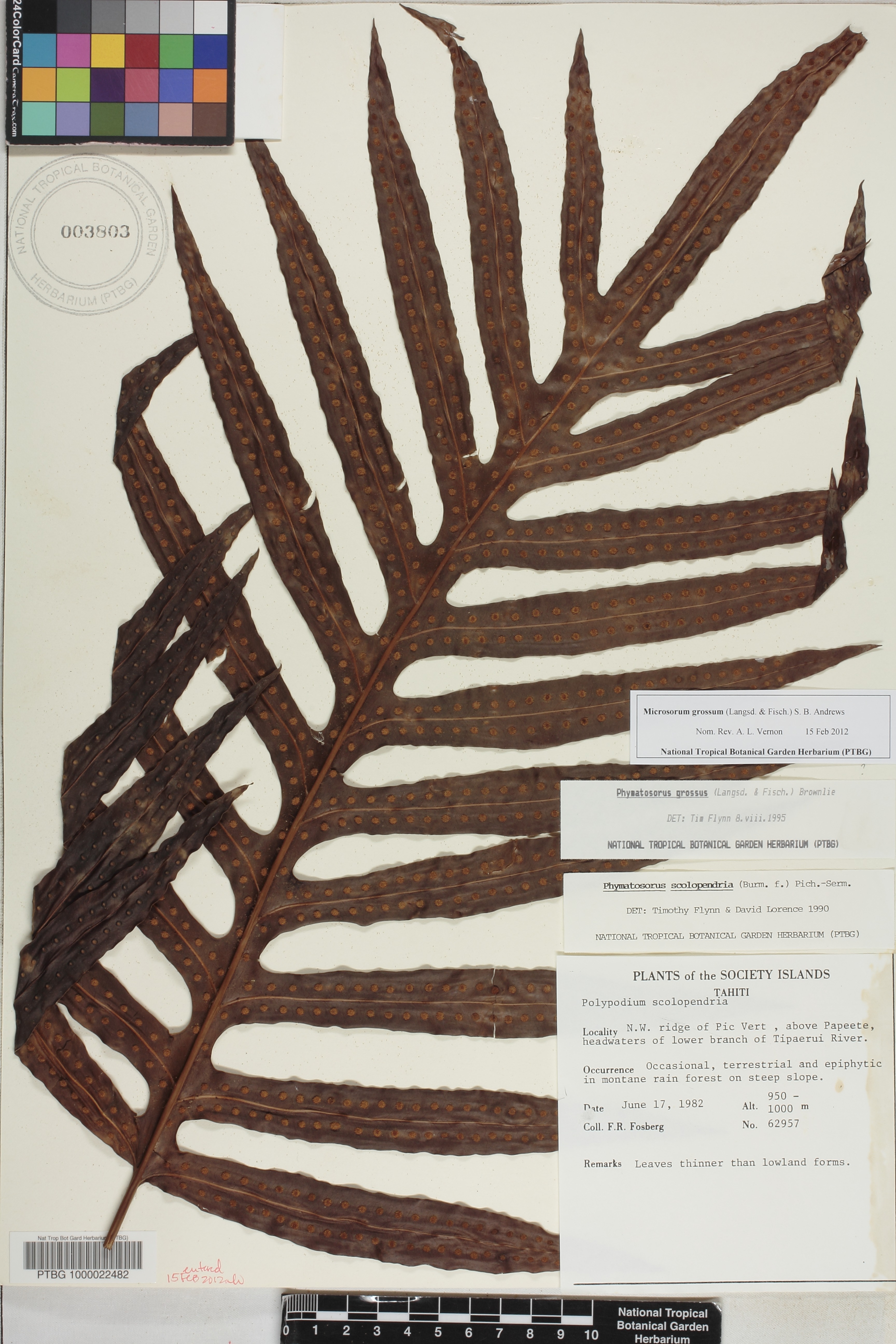 Microsorum parksii image