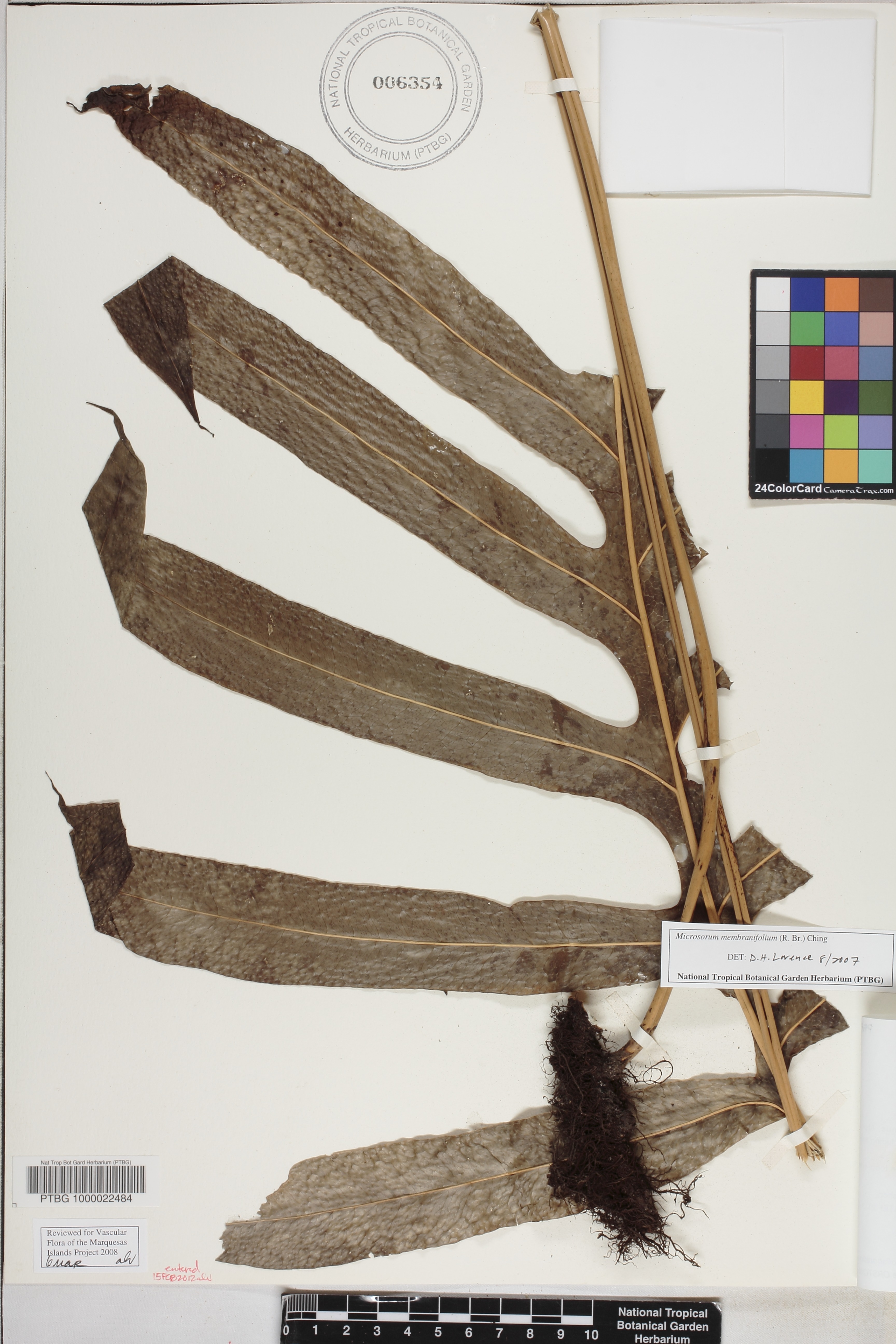Microsorum membranifolium image