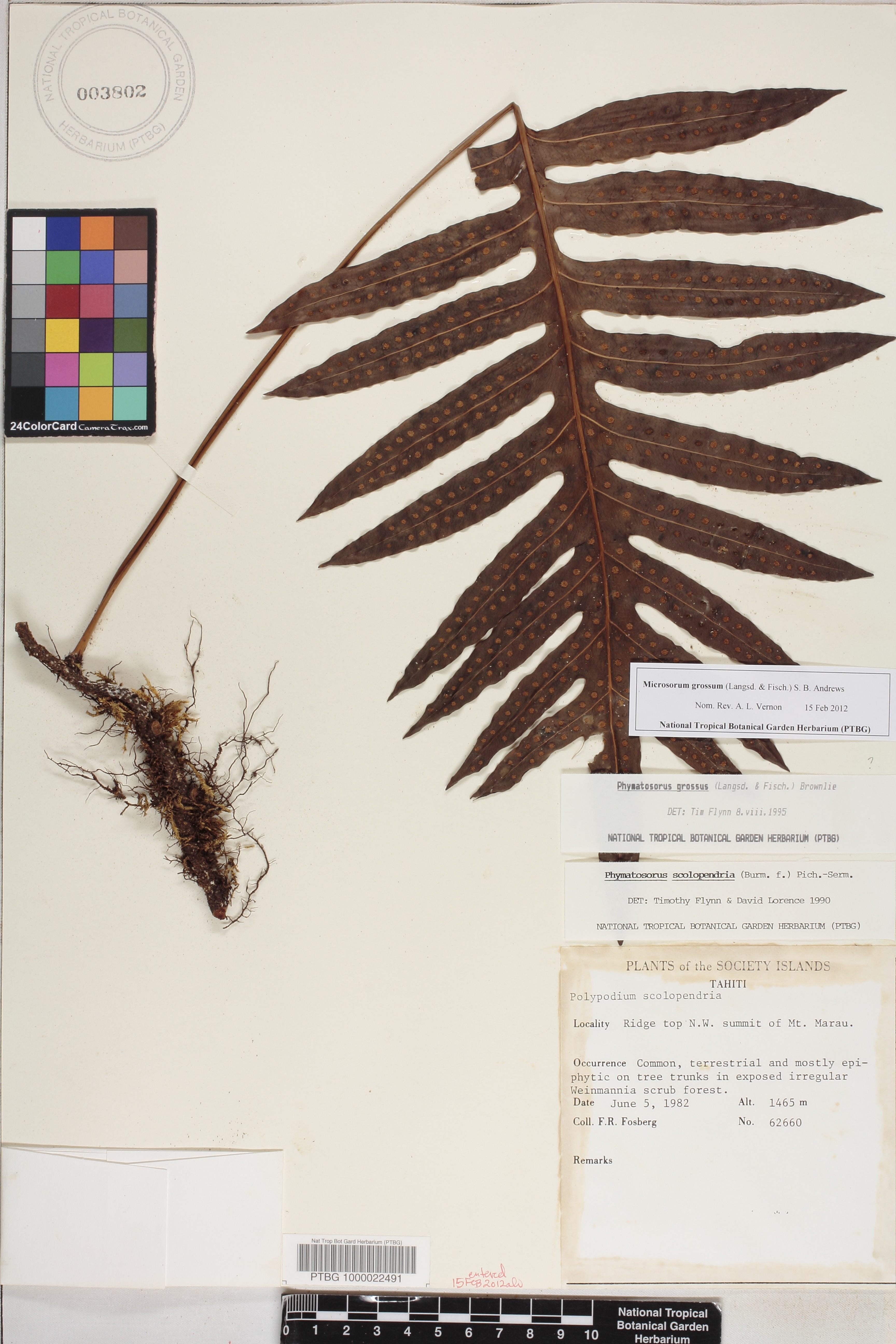 Microsorum parksii image