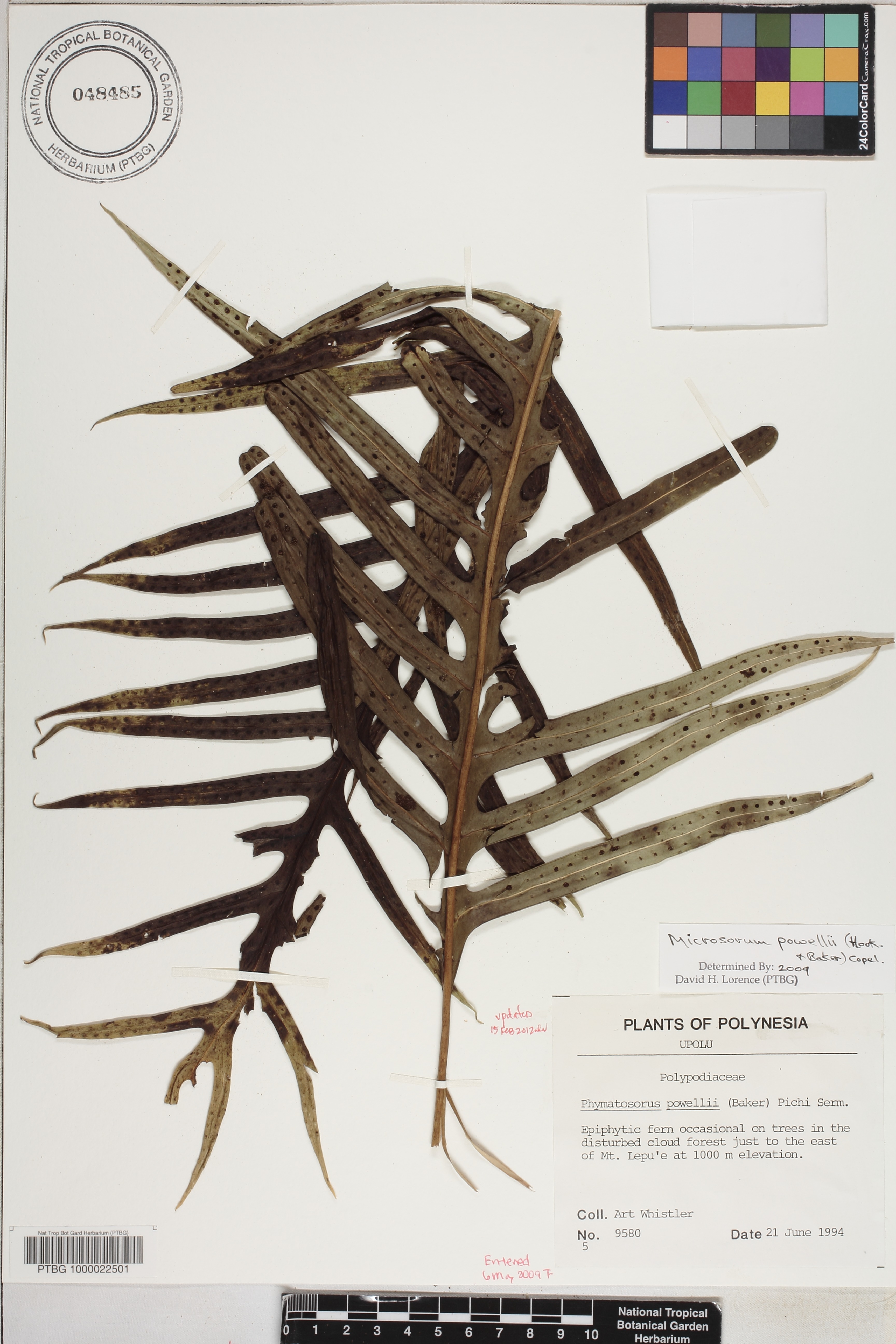 Microsorum powellii image