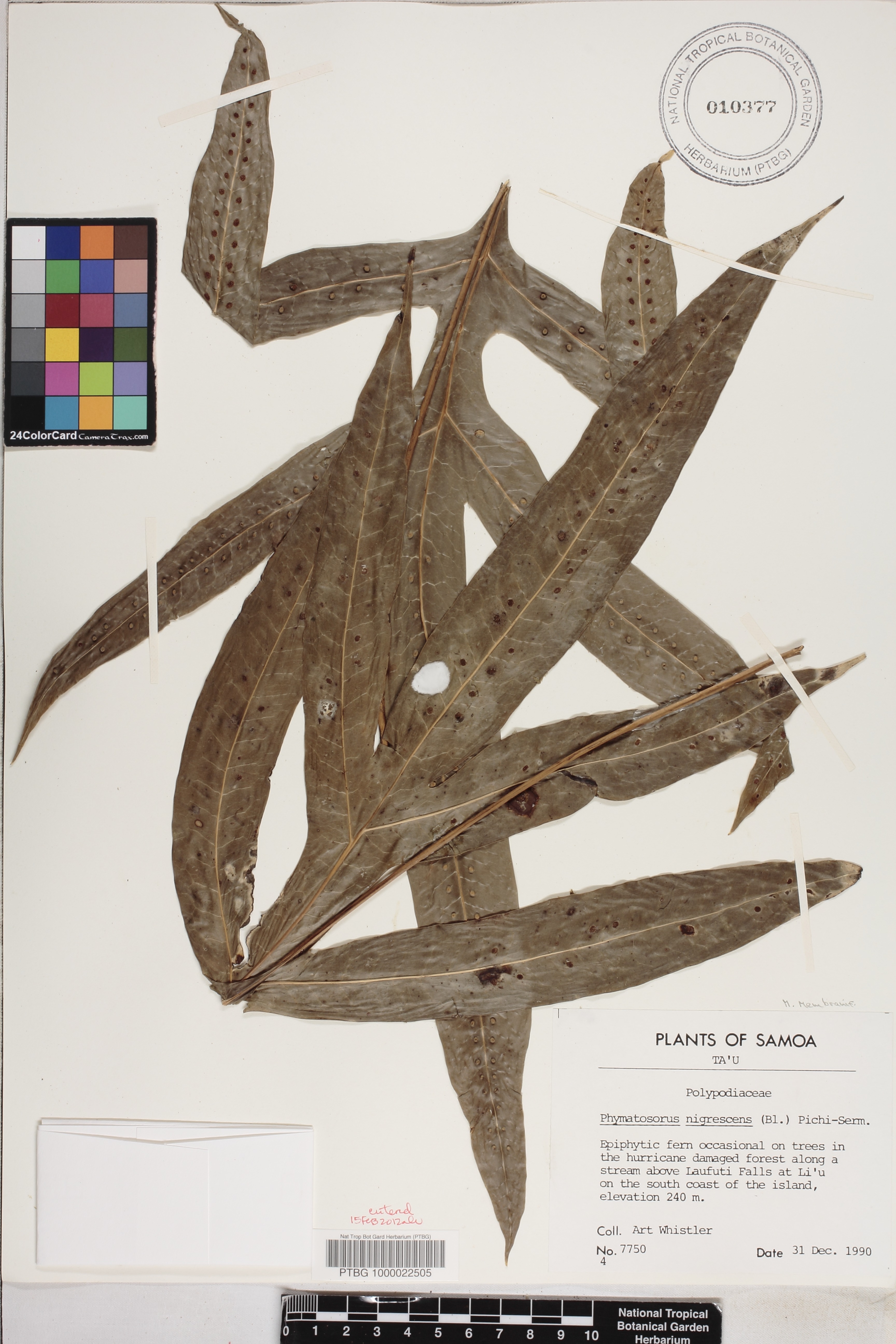 Microsorum membranifolium image