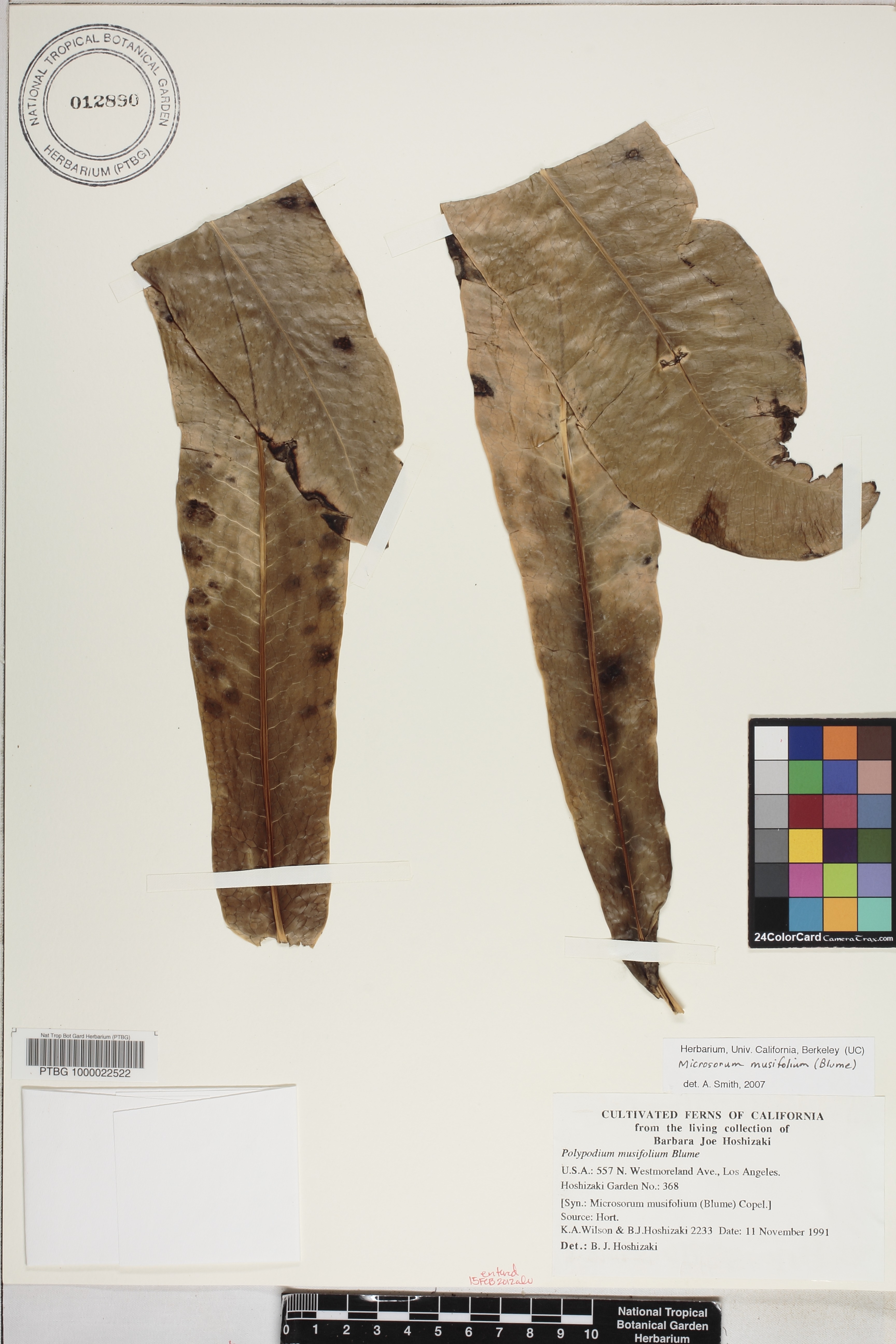 Microsorum image