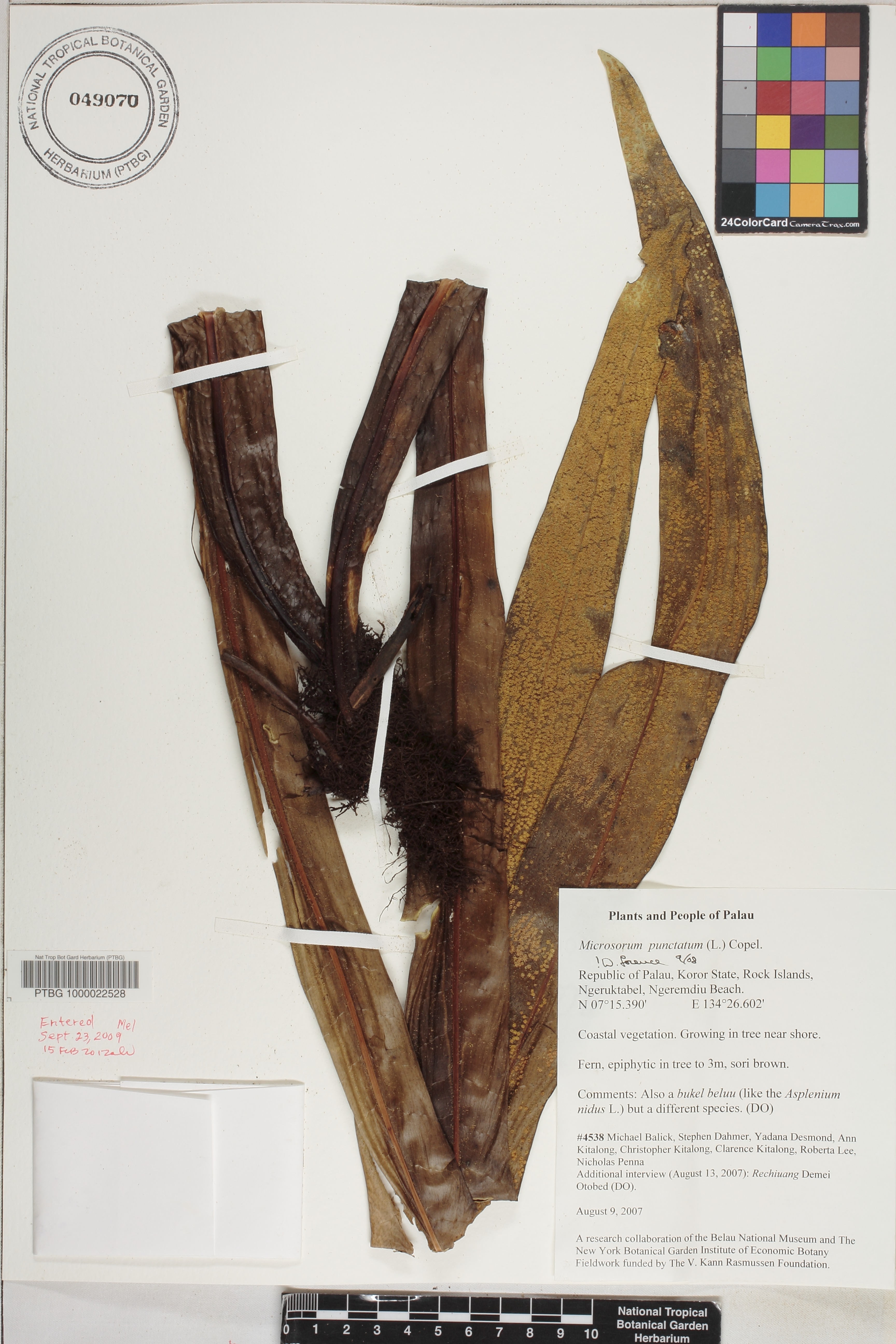 Microsorum punctatum image