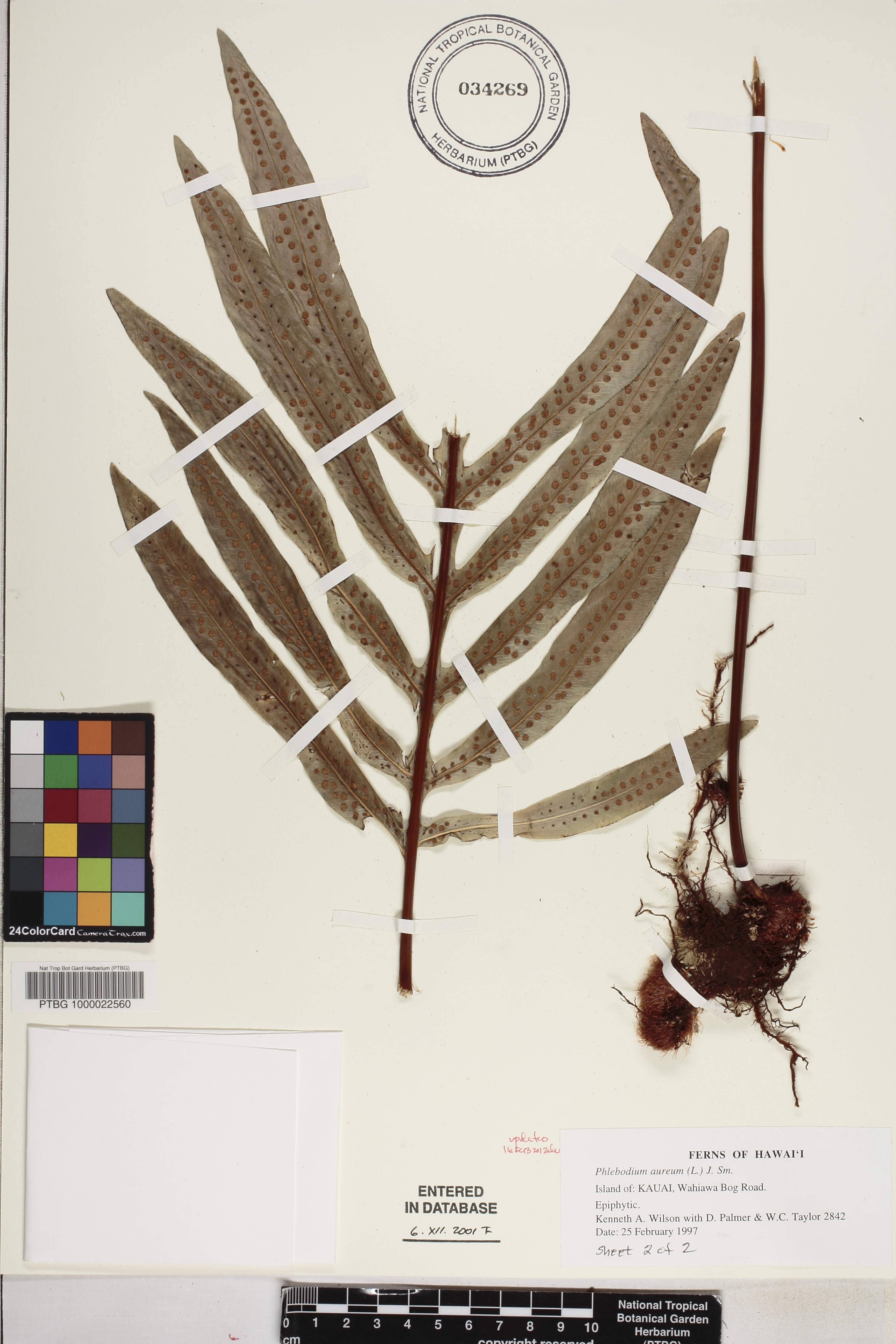 Phlebodium aureum image