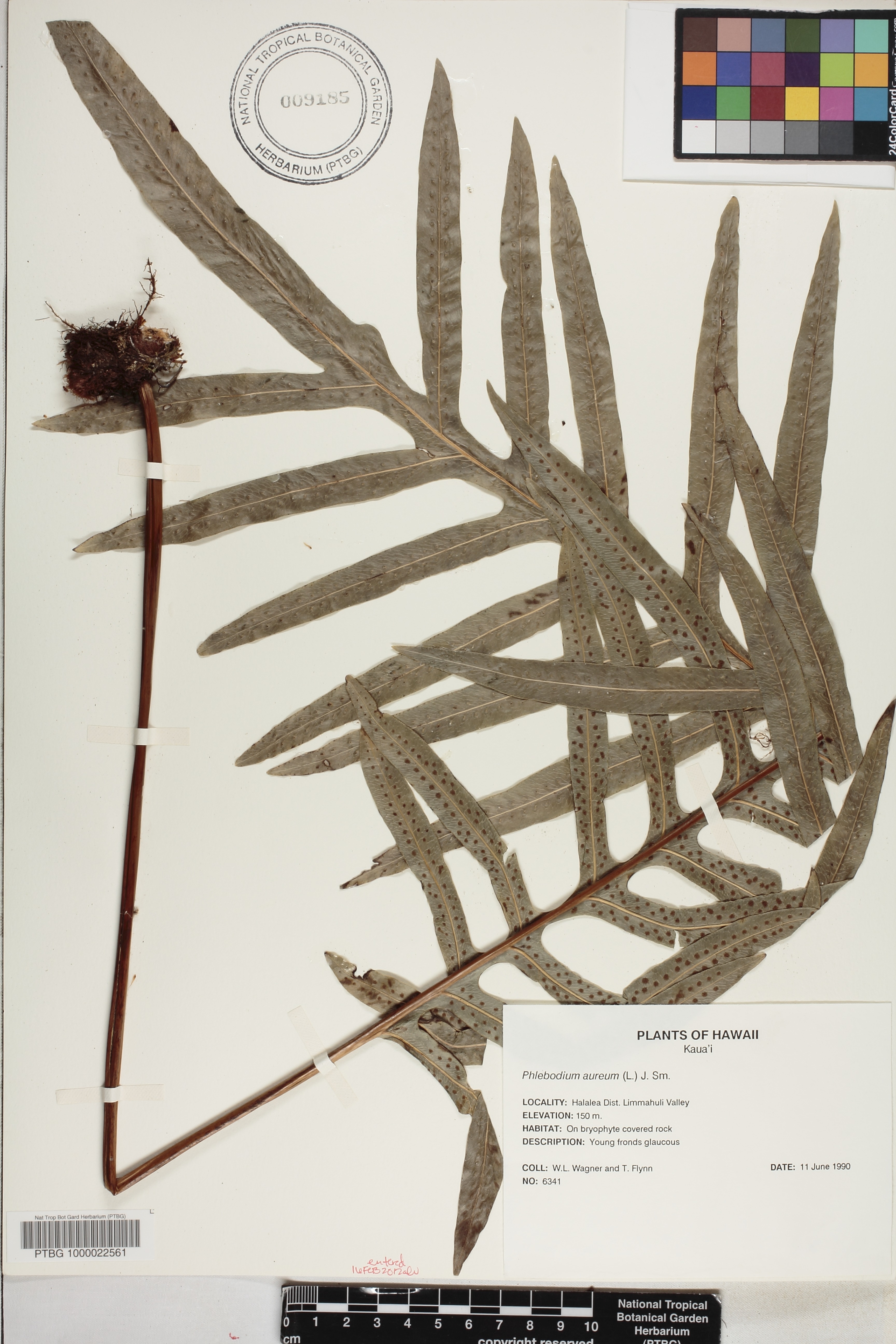 Phlebodium aureum image