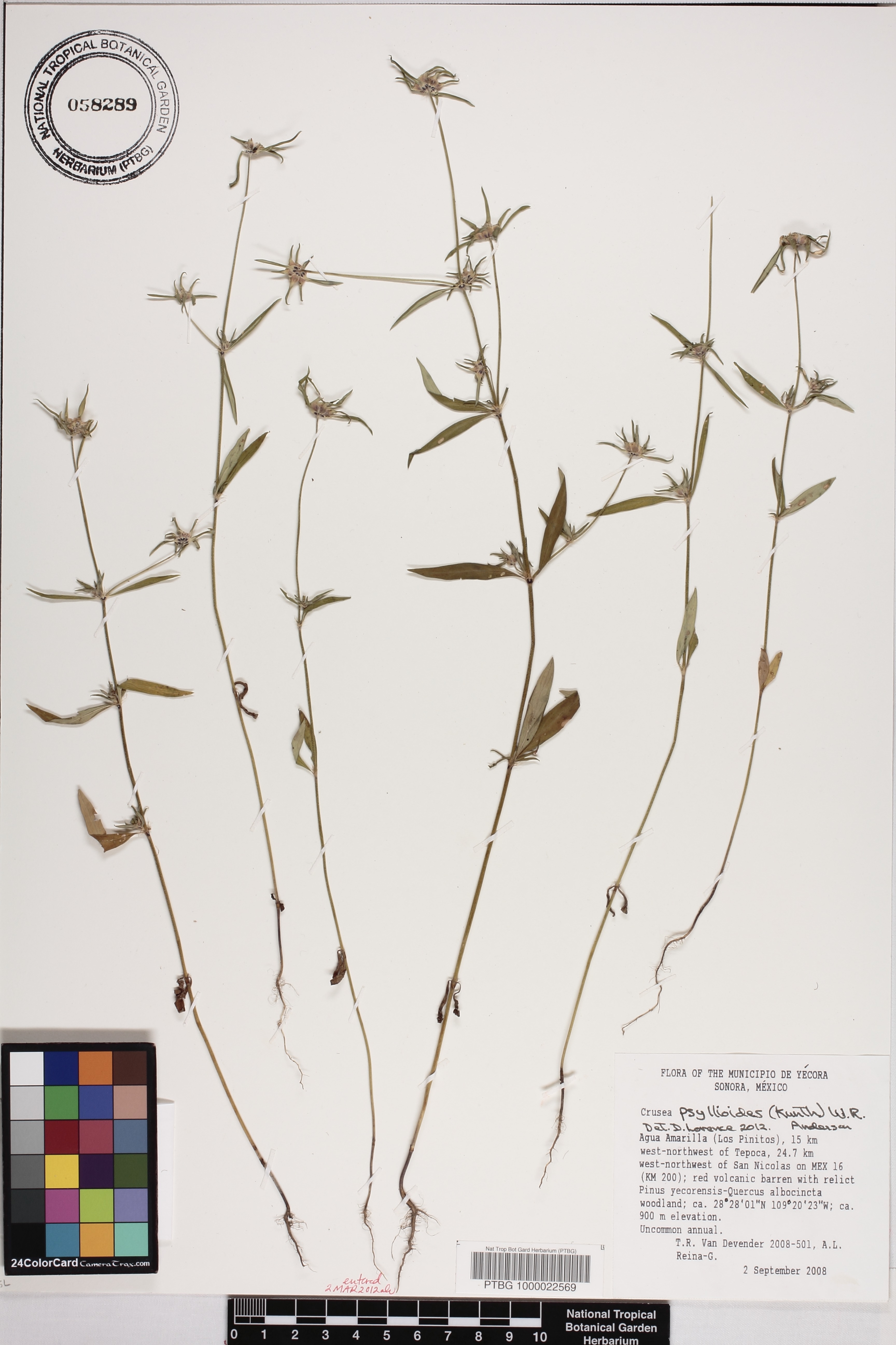 Crusea psyllioides image