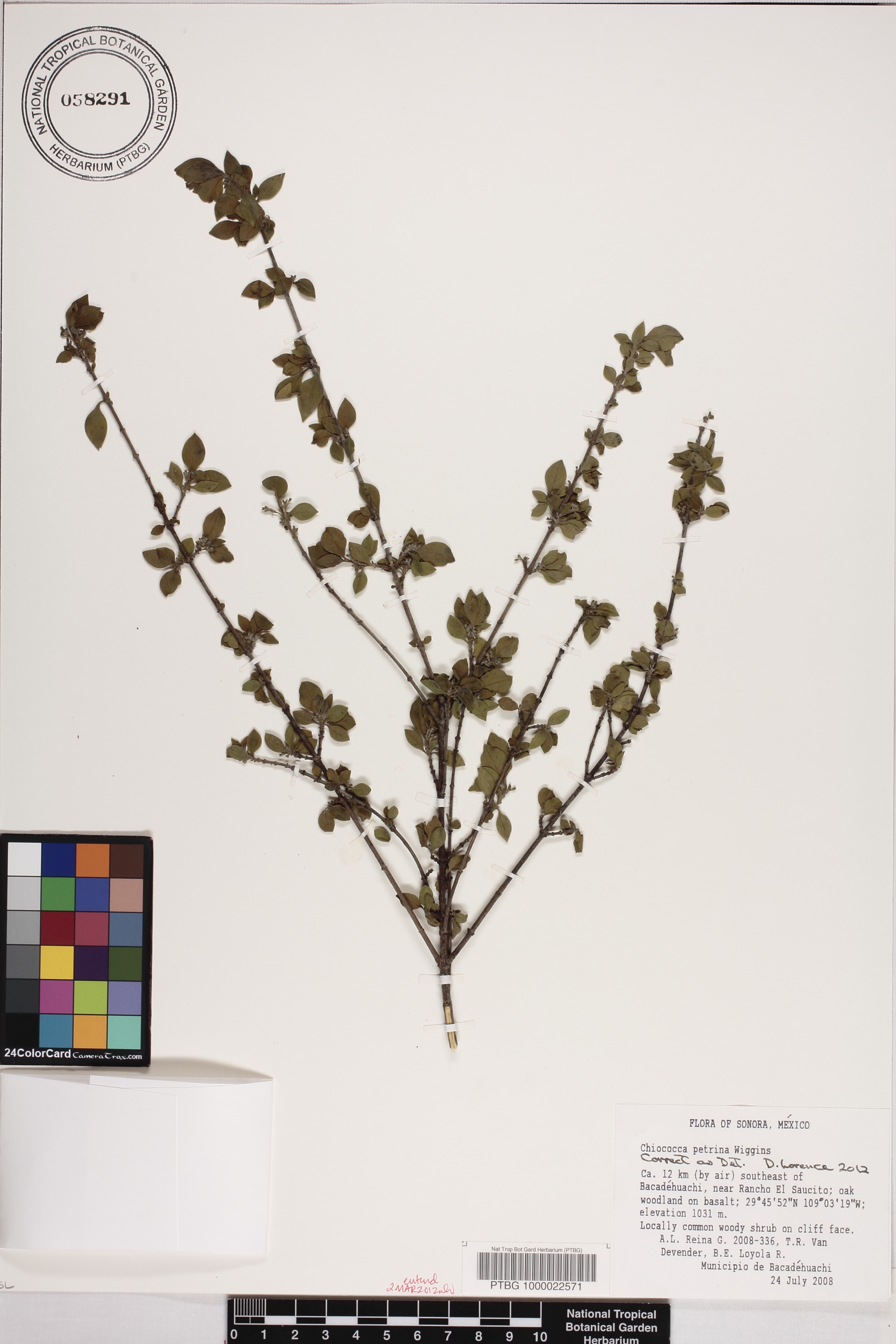 Chiococca petrina image