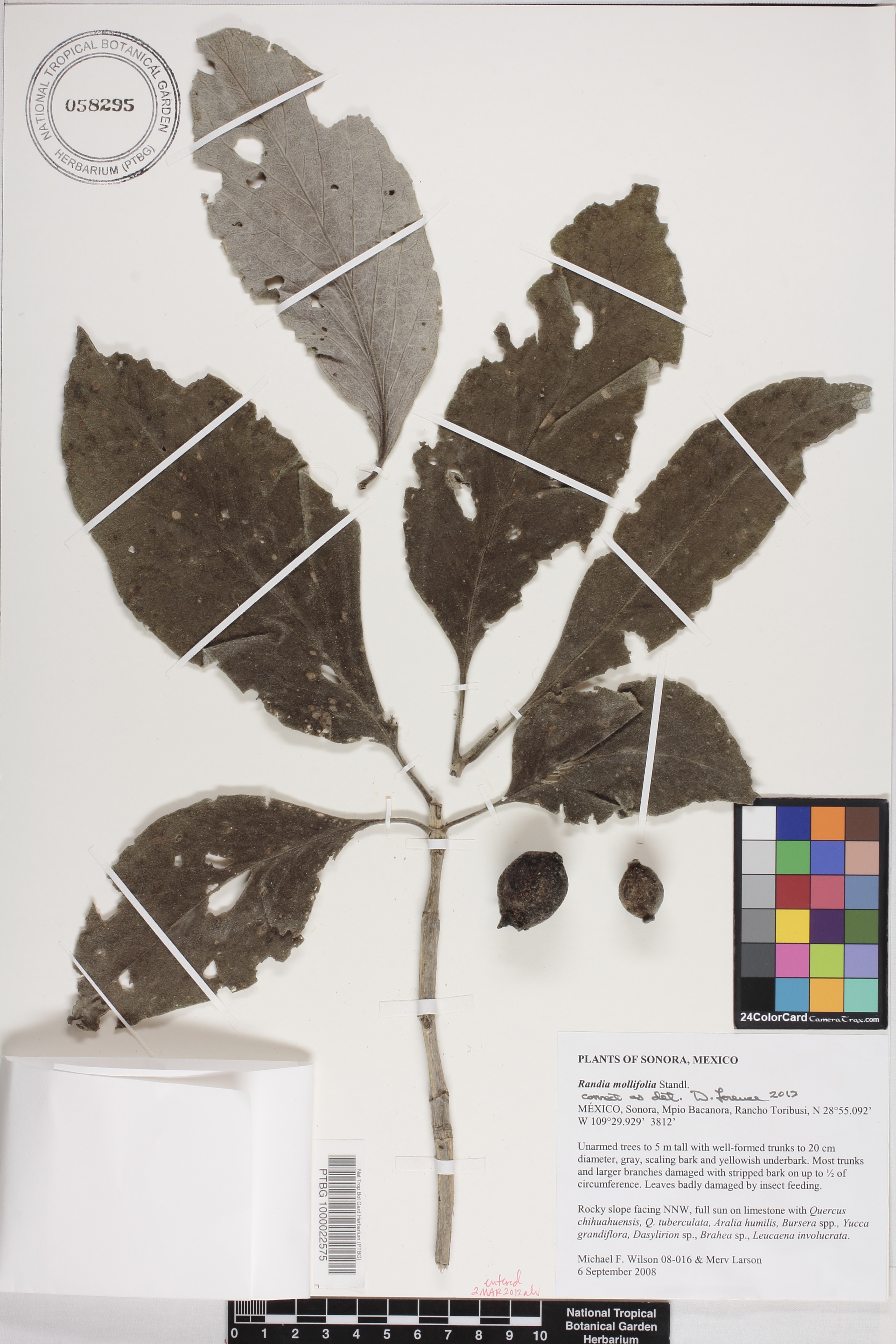 Randia mollifolia image