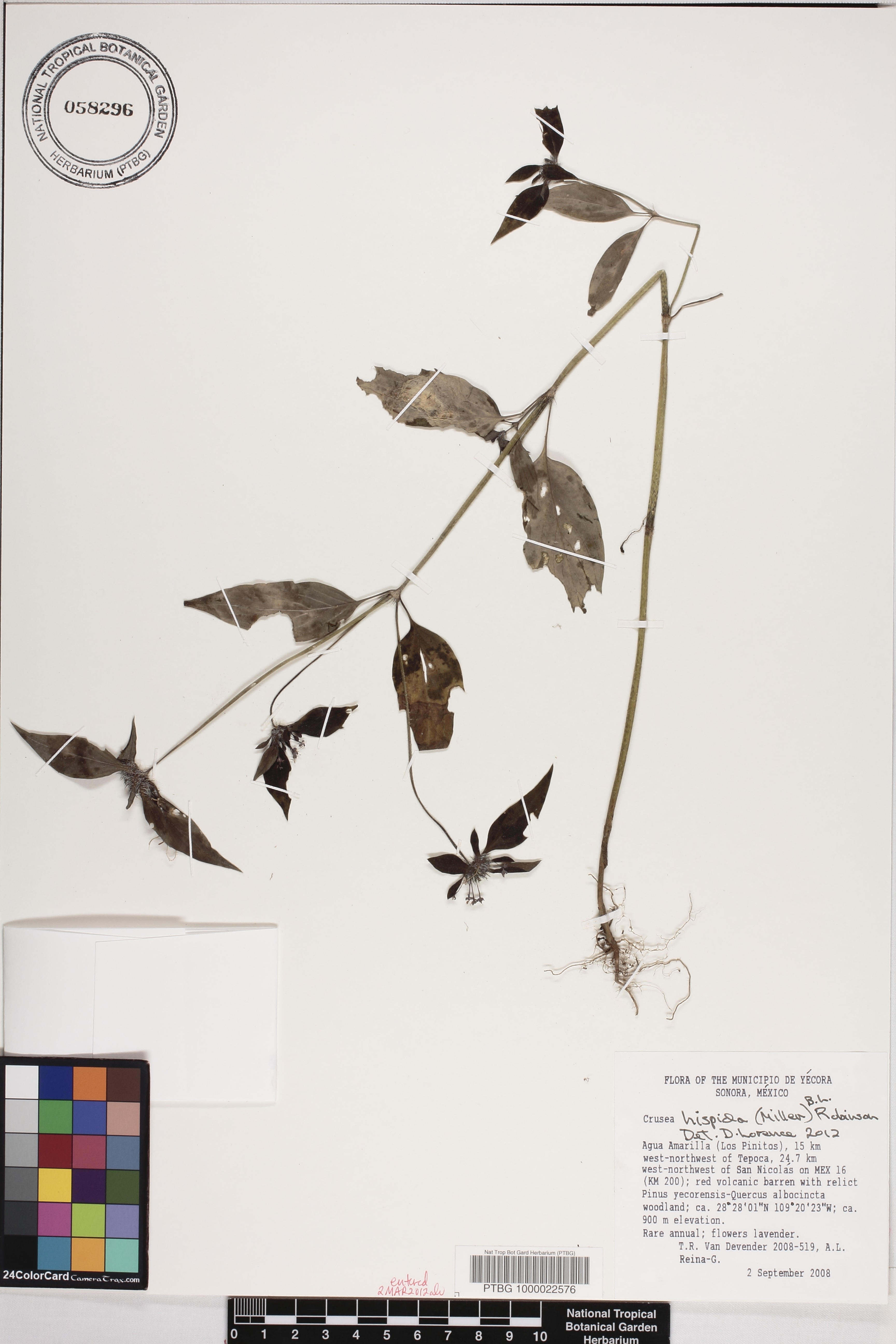 Crusea hispida image