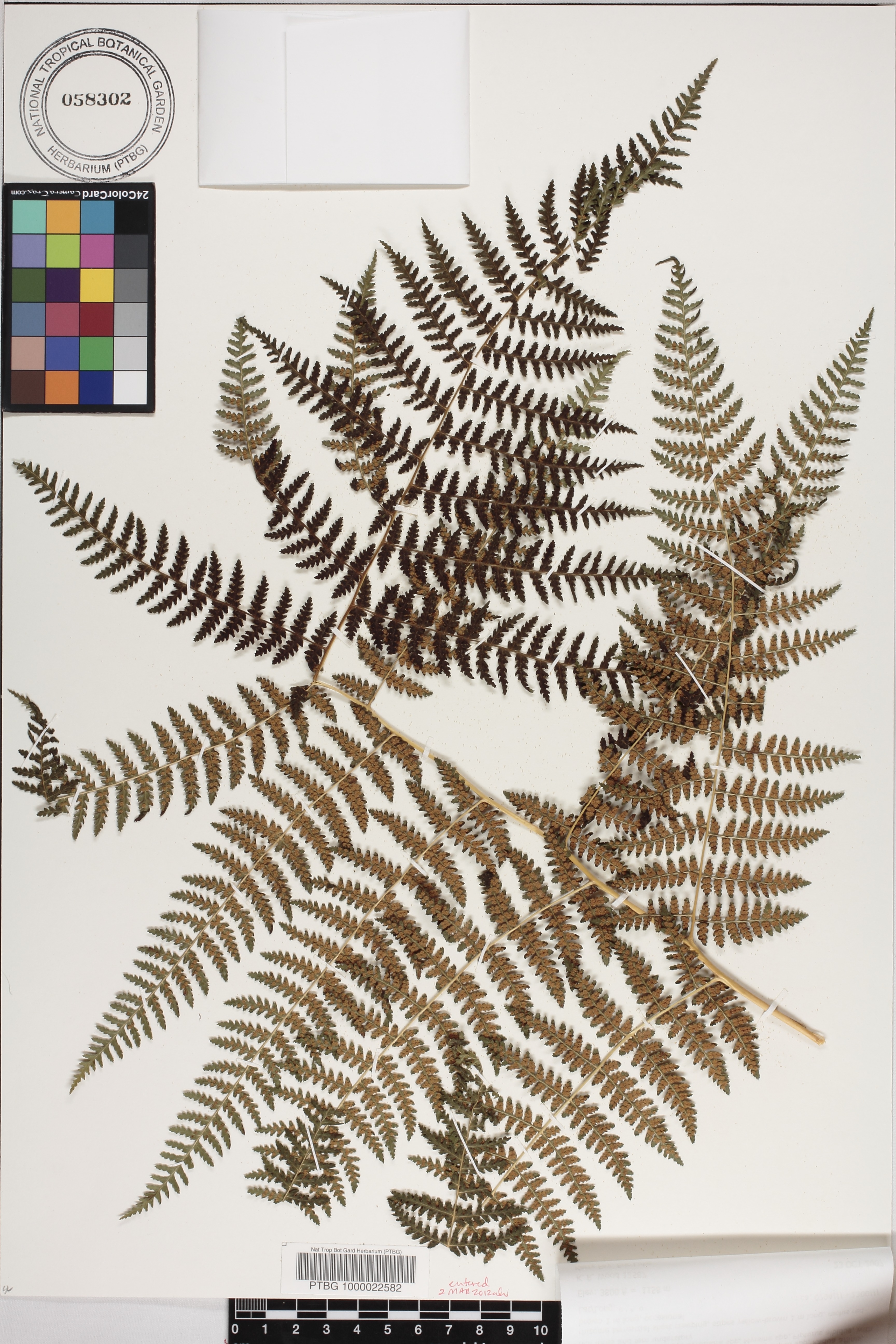 Hypolepis image