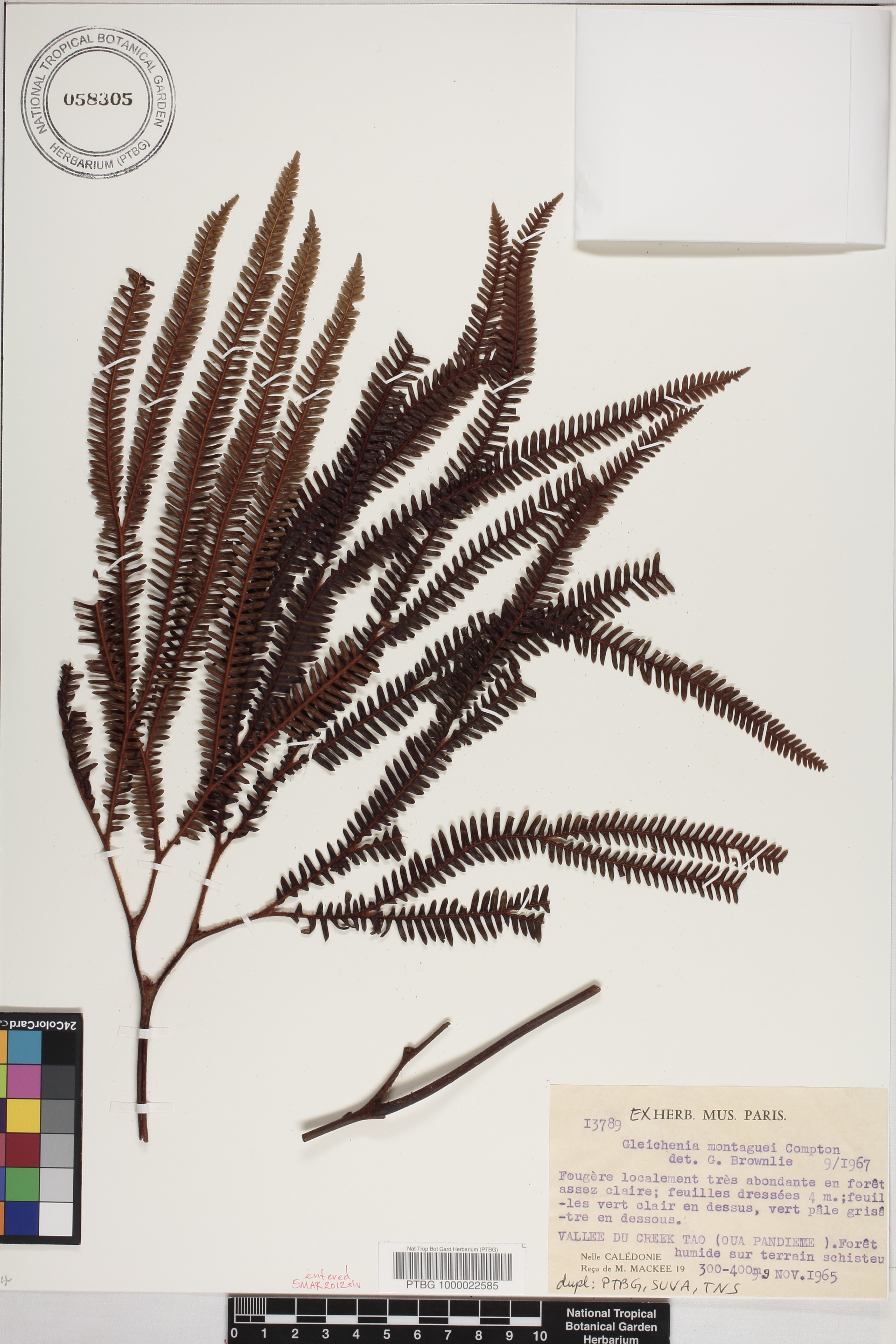 Sticherus montaguei image