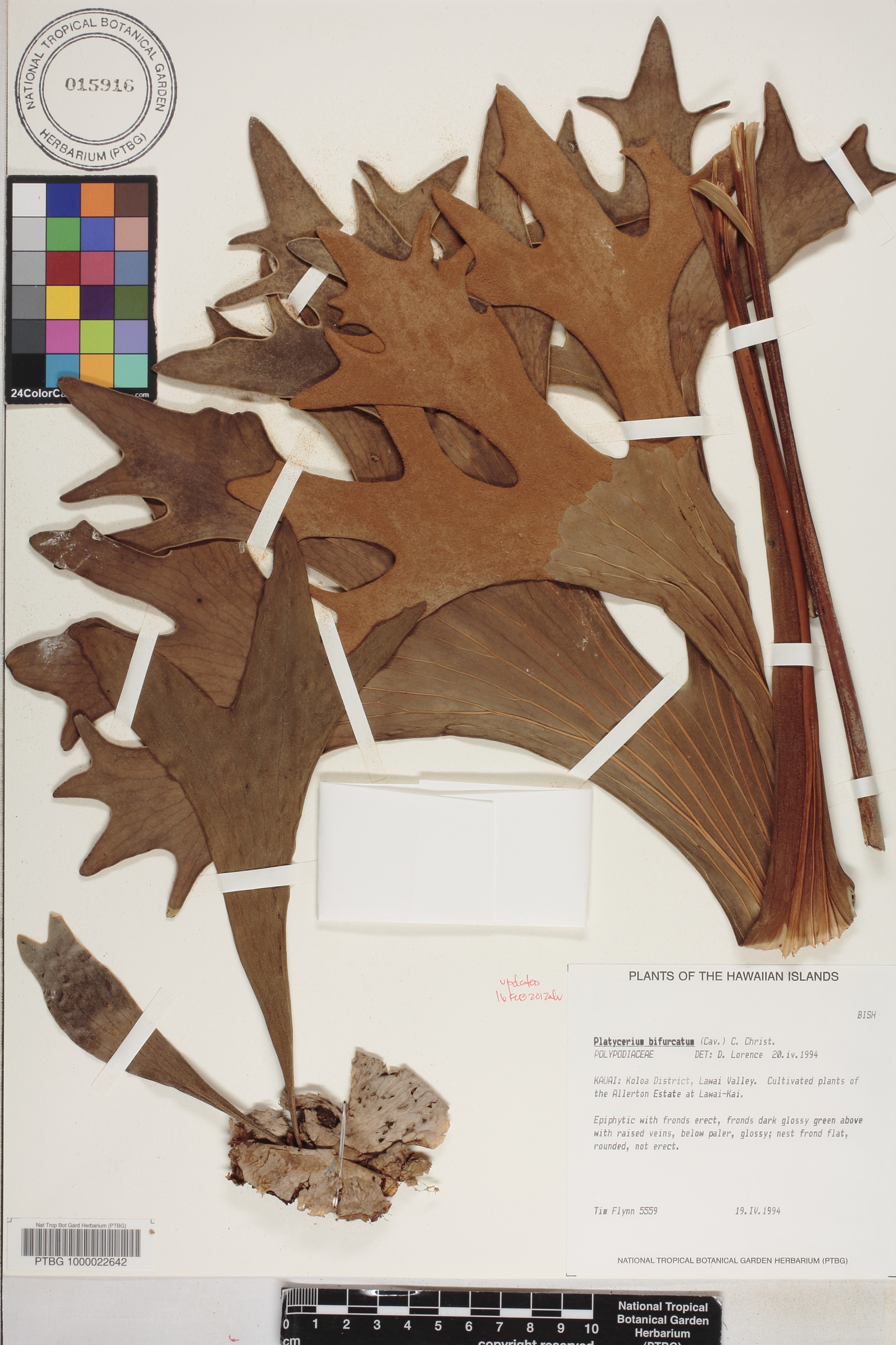 Platycerium bifurcatum image
