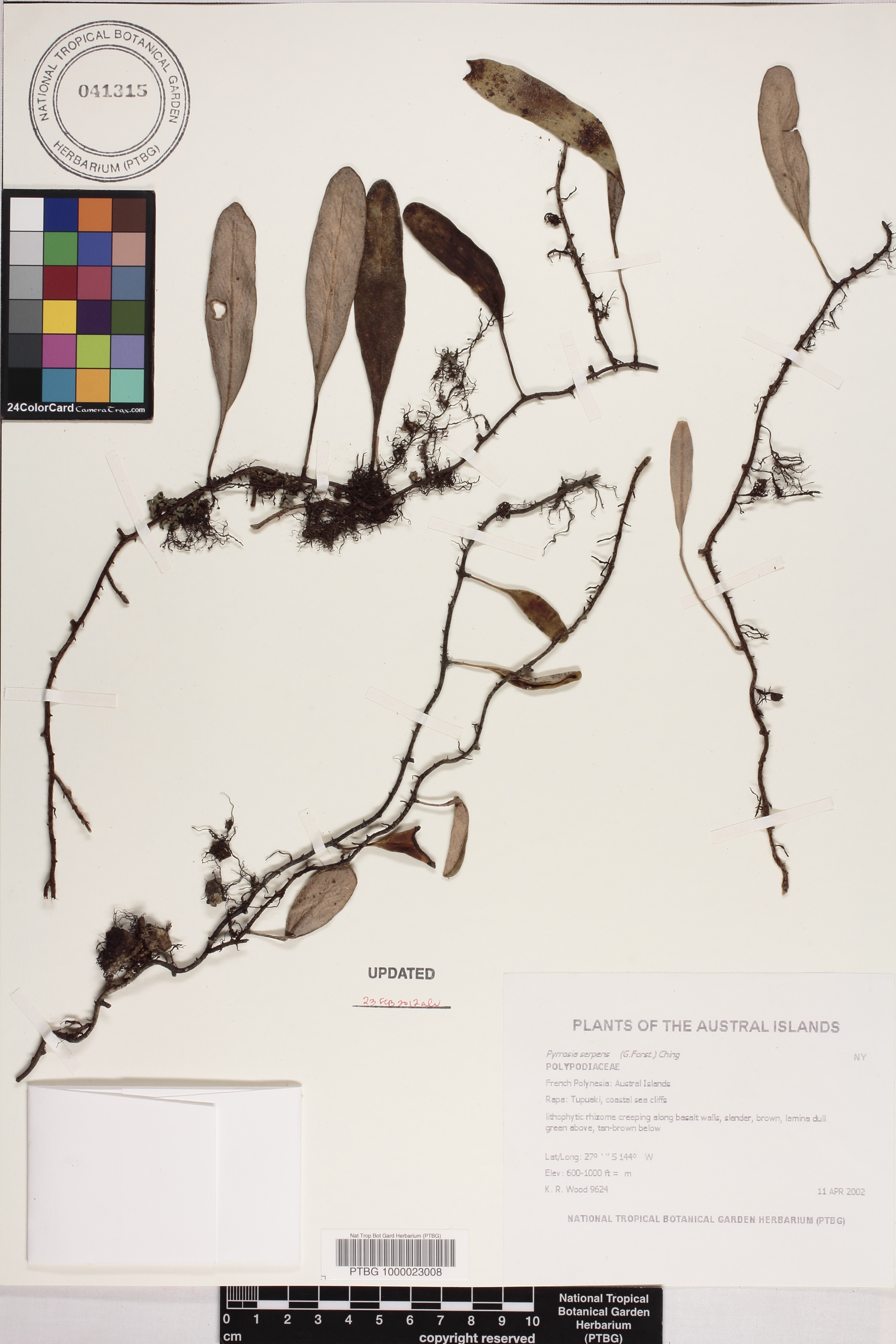 Pyrrosia serpens image