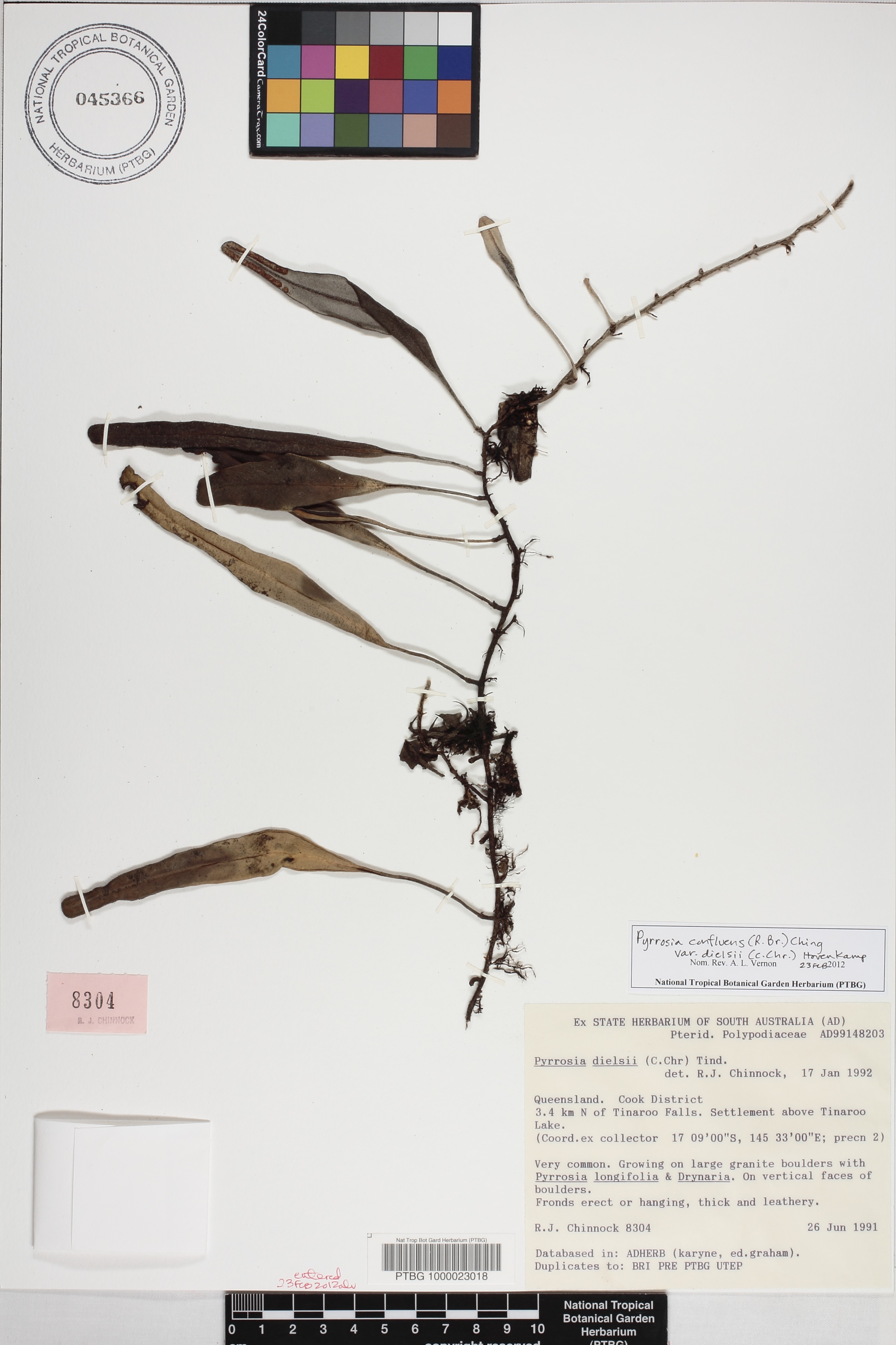 Pyrrosia confluens image