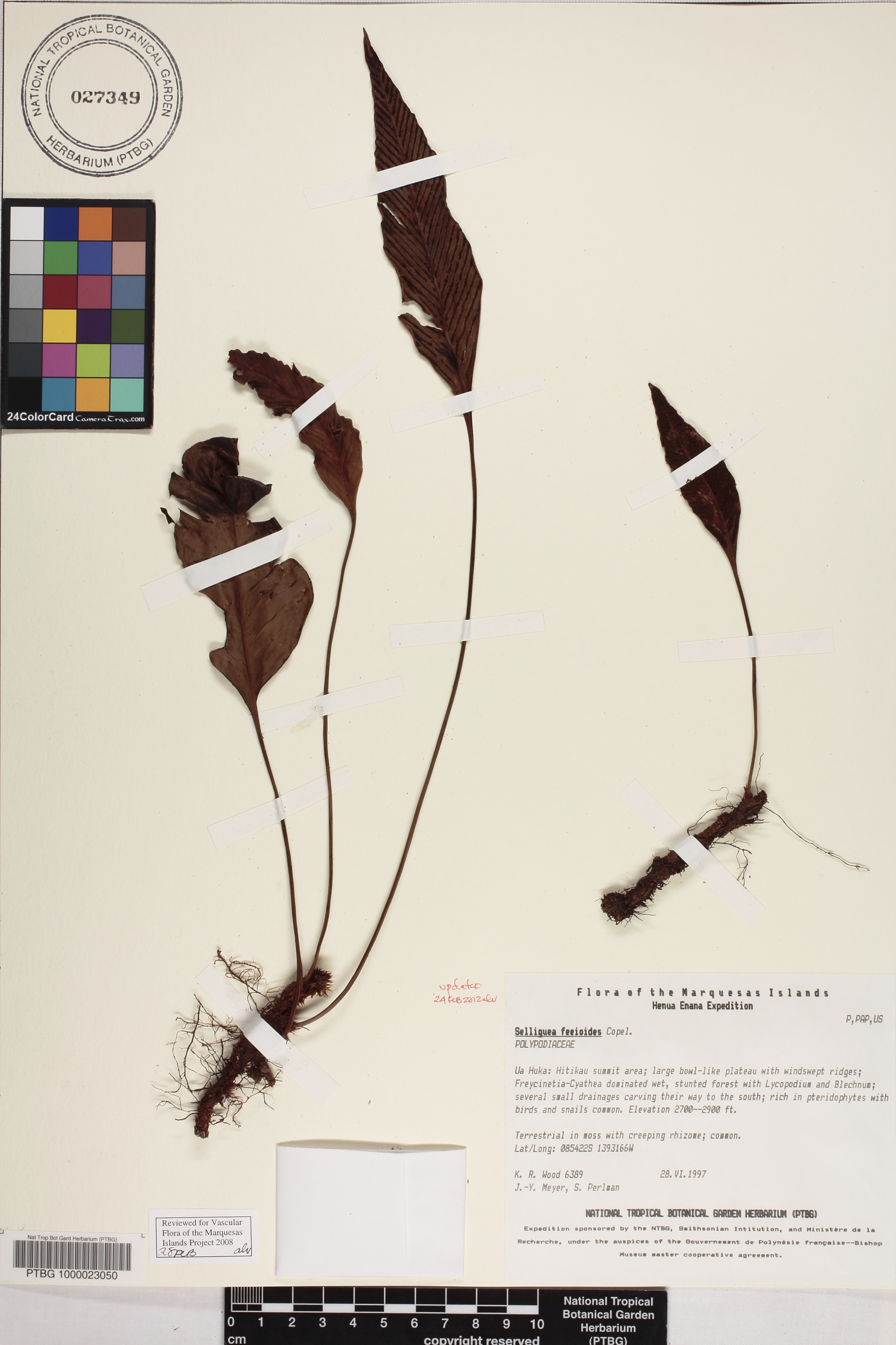 Selliguea feeoides image