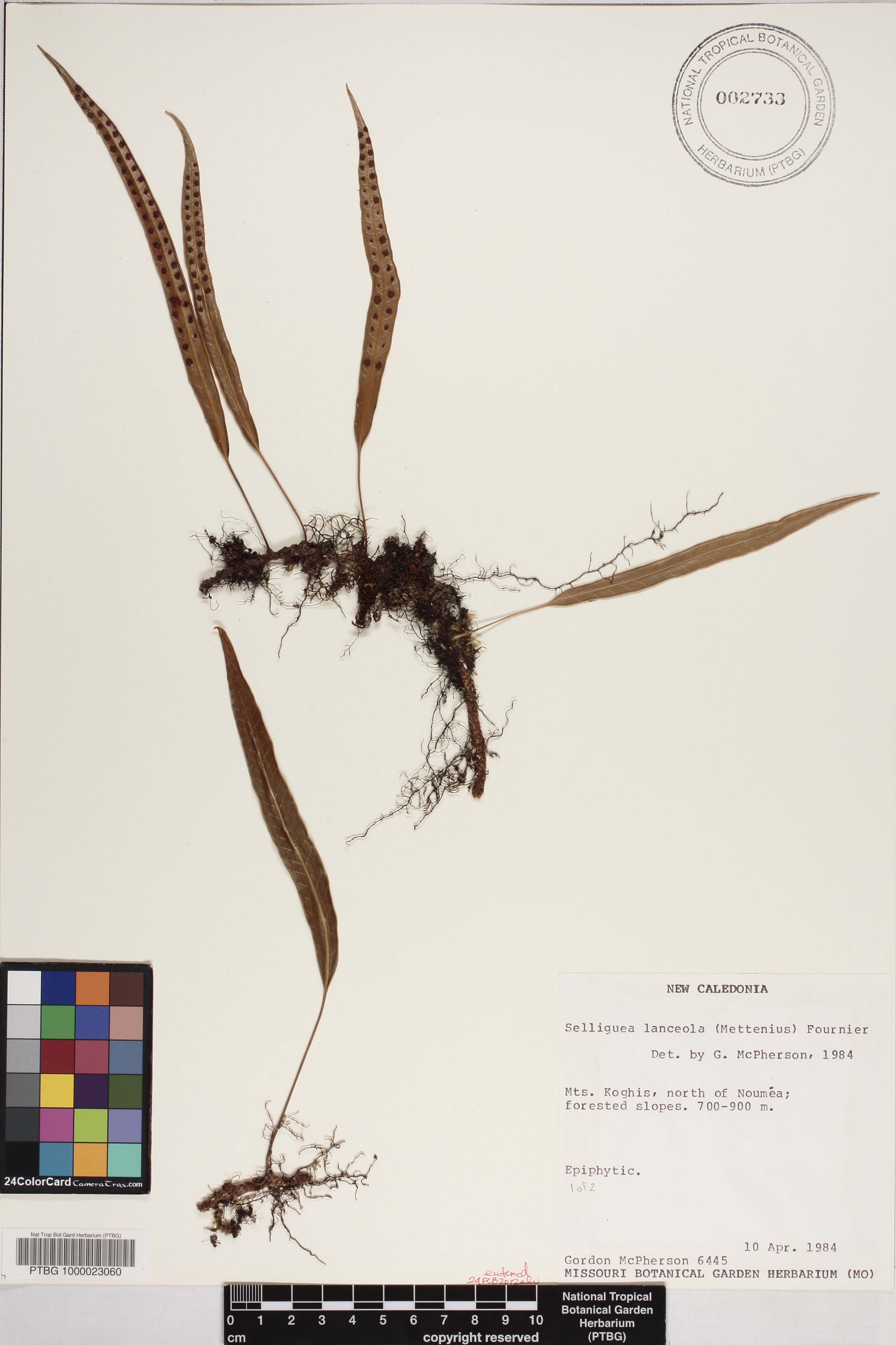 Selliguea lanceola image