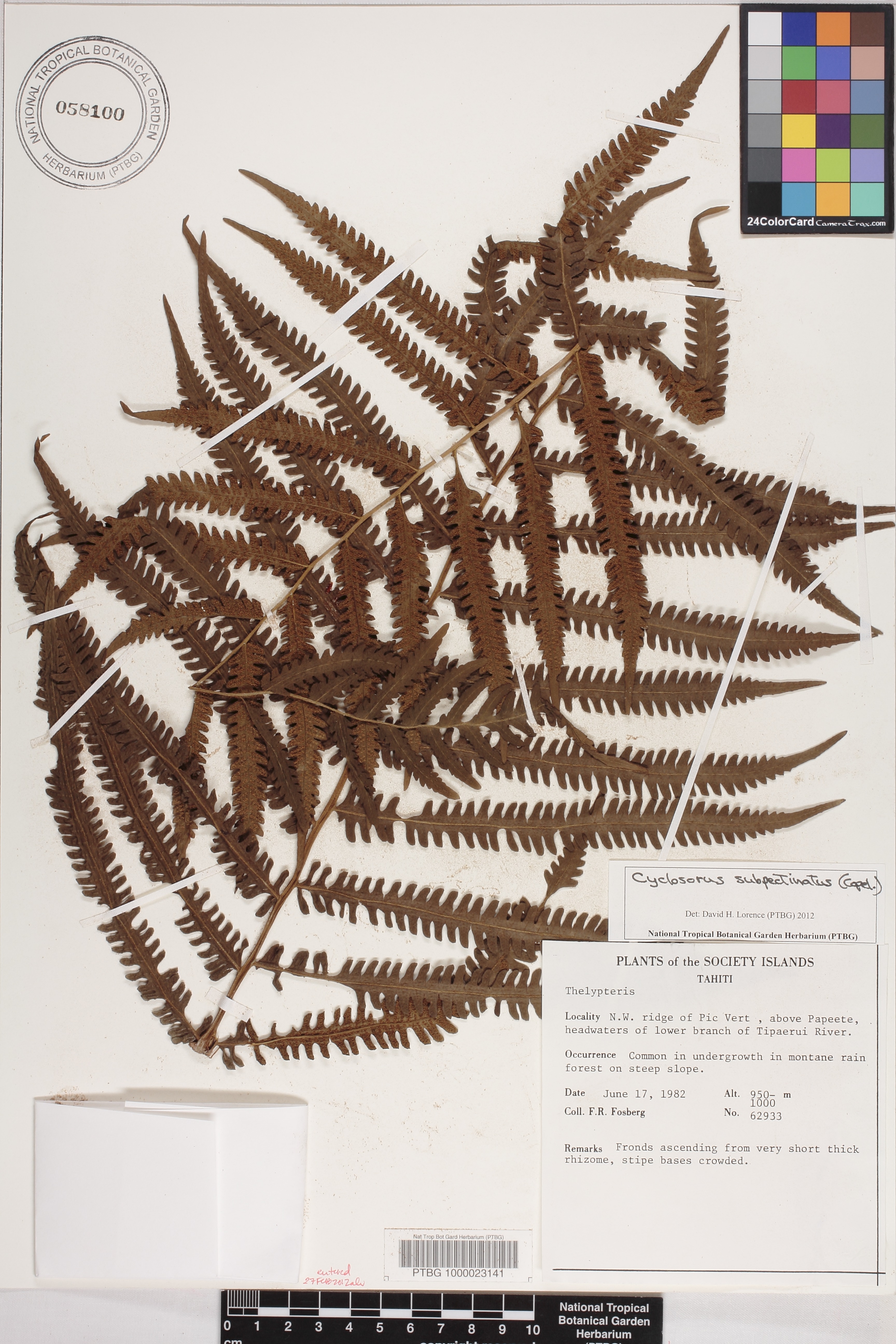 Sphaerostephanos image