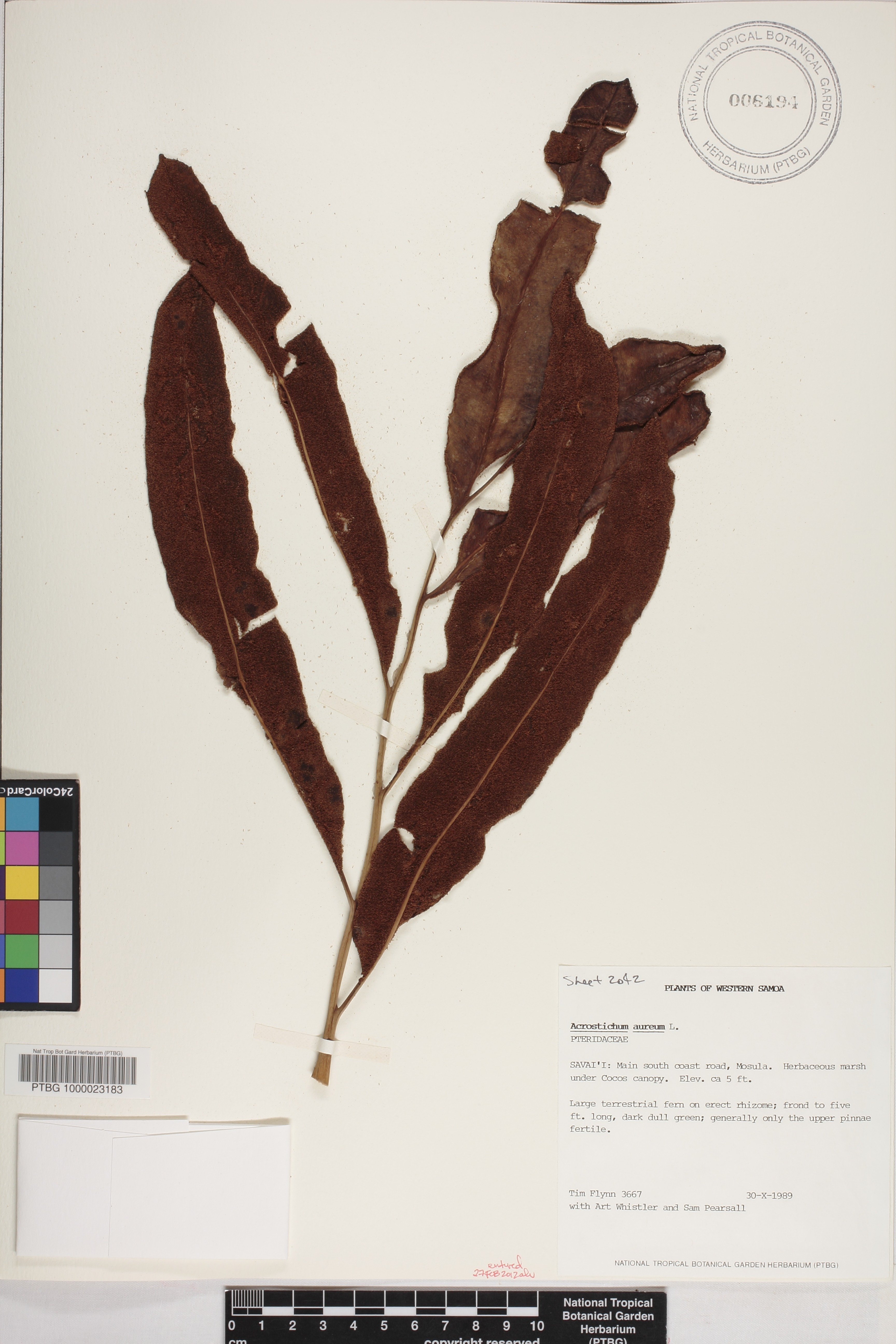Acrostichum aureum image