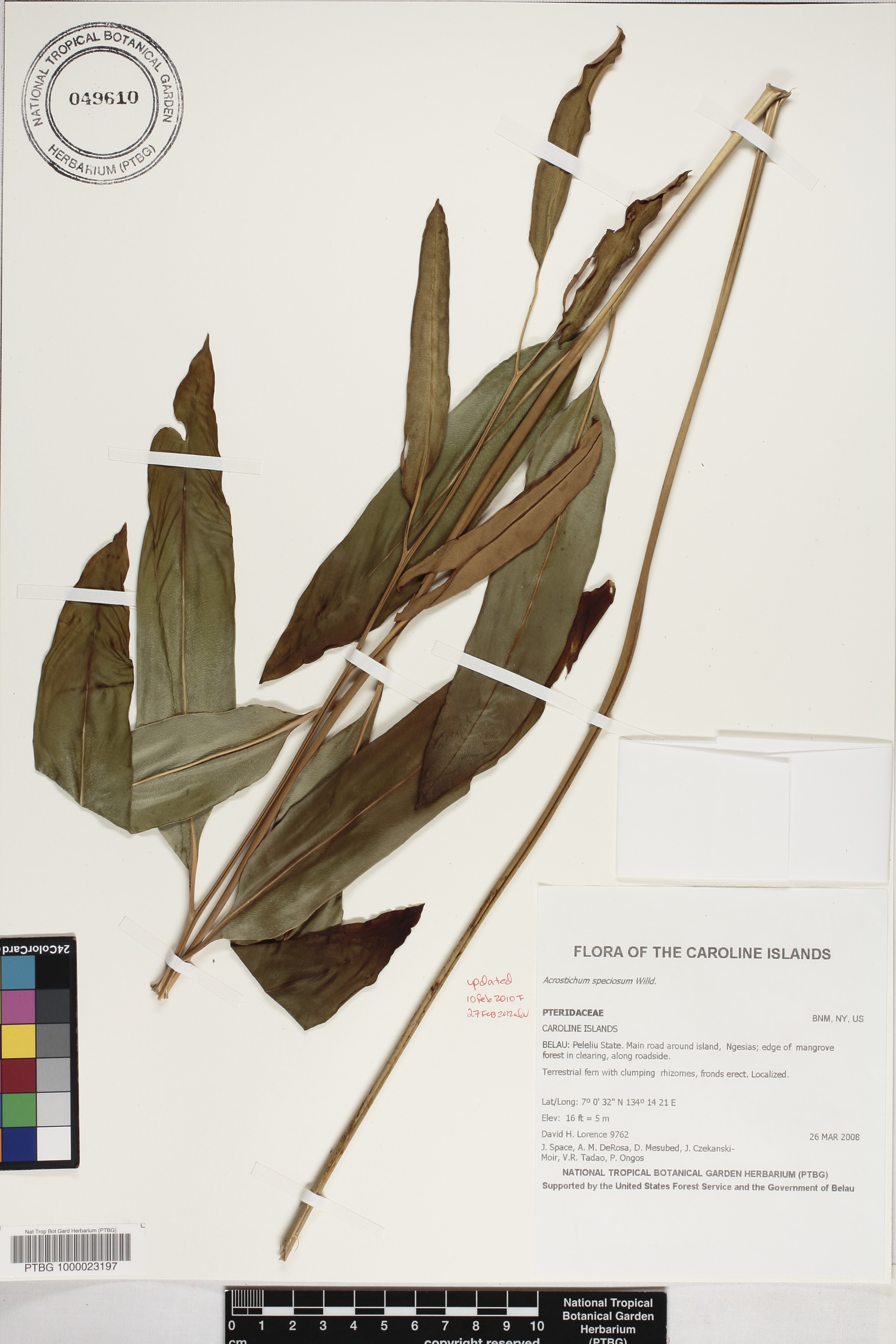 Acrostichum image