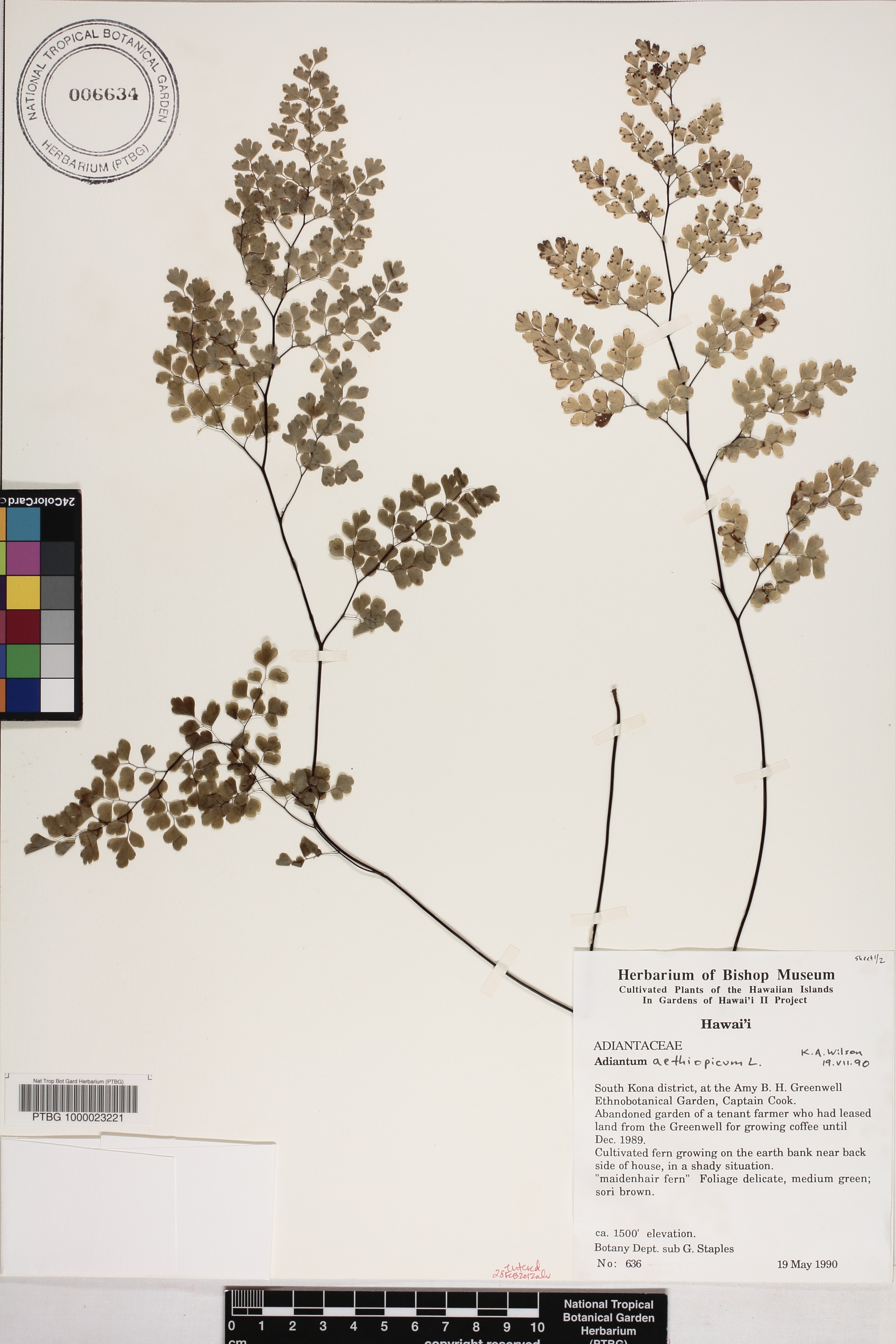 Adiantum chilense var. sulphureum image