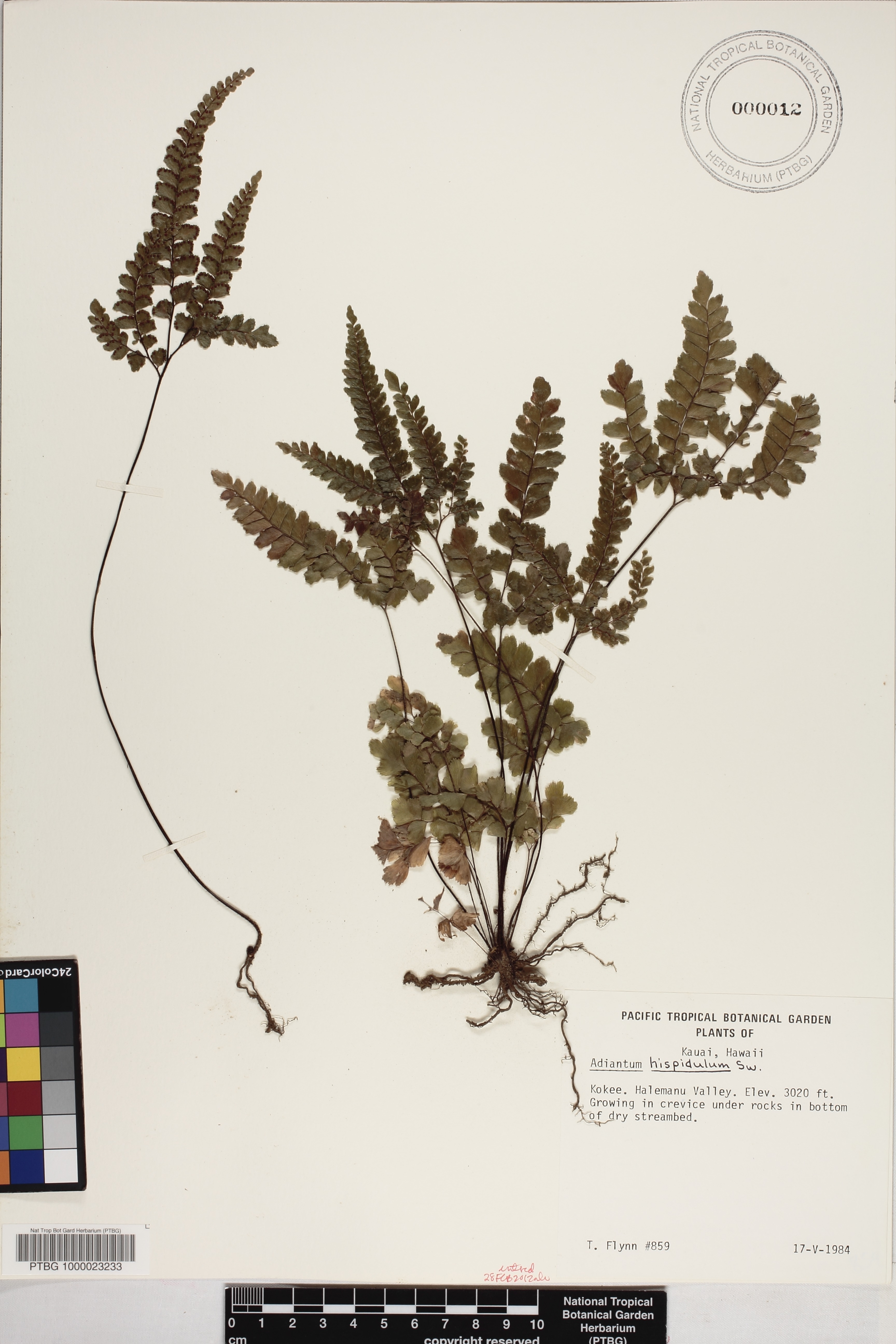 Adiantum hispidulum image