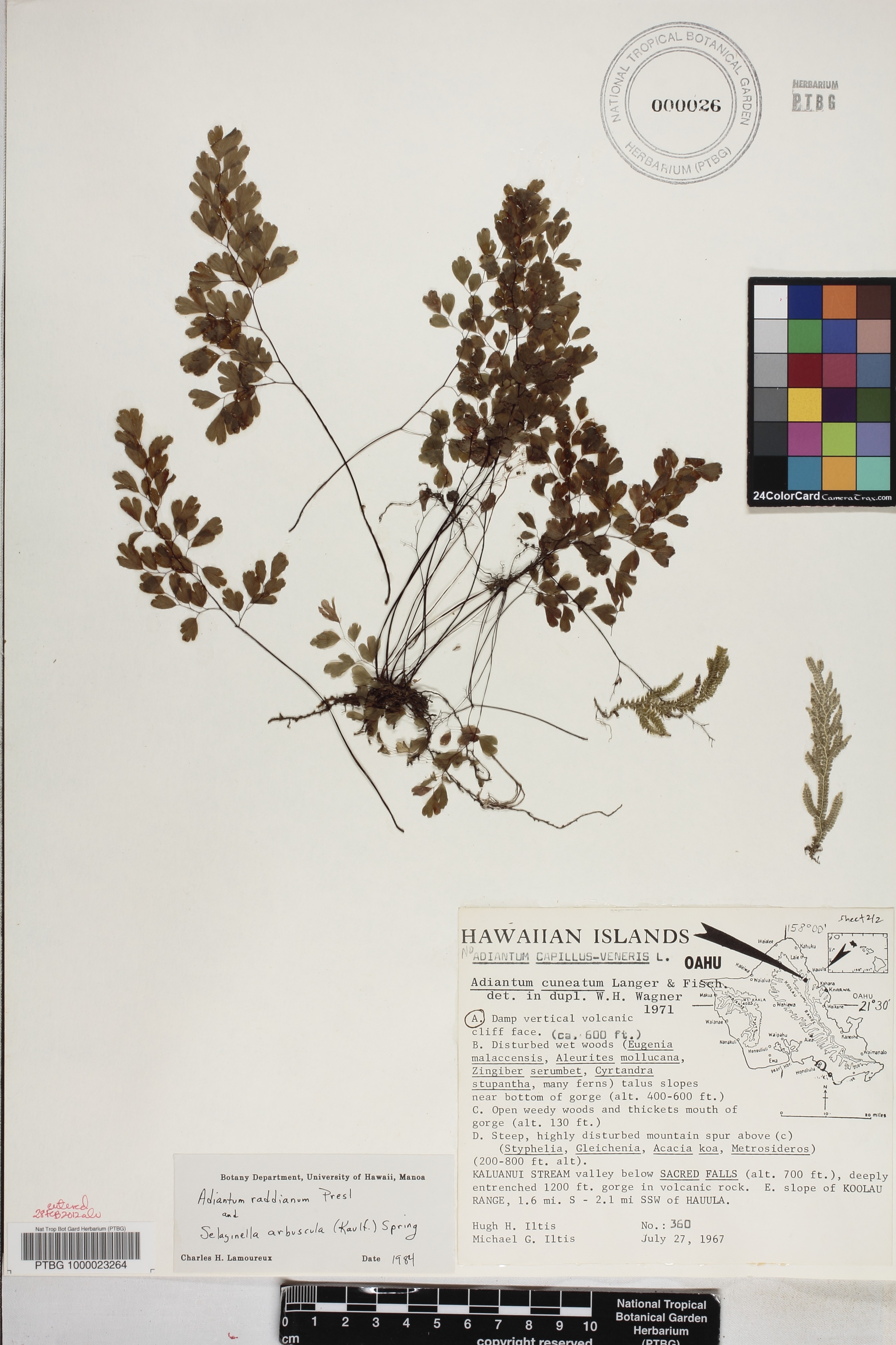 Adiantum raddianum image