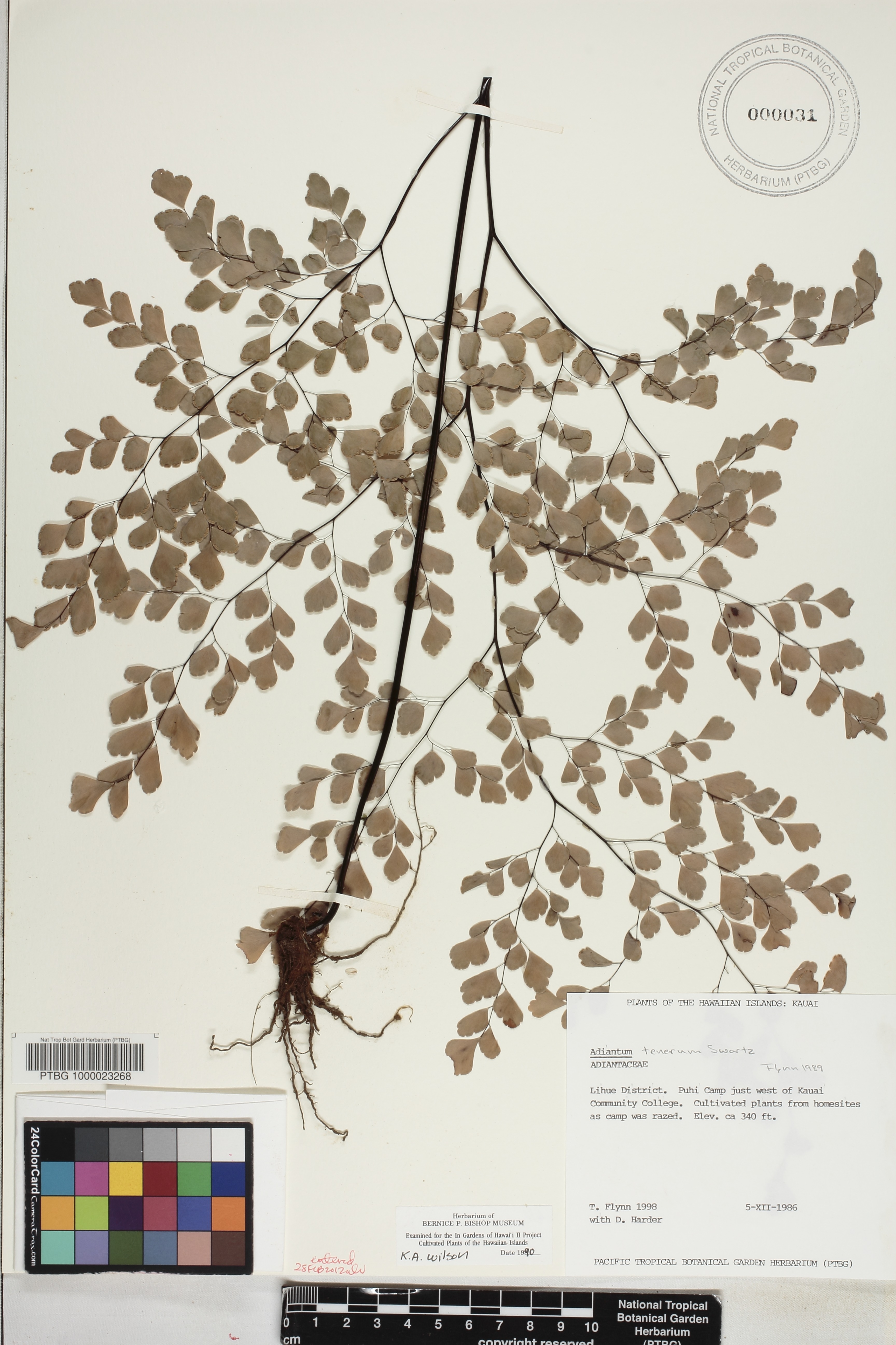 Adiantum tenerum image