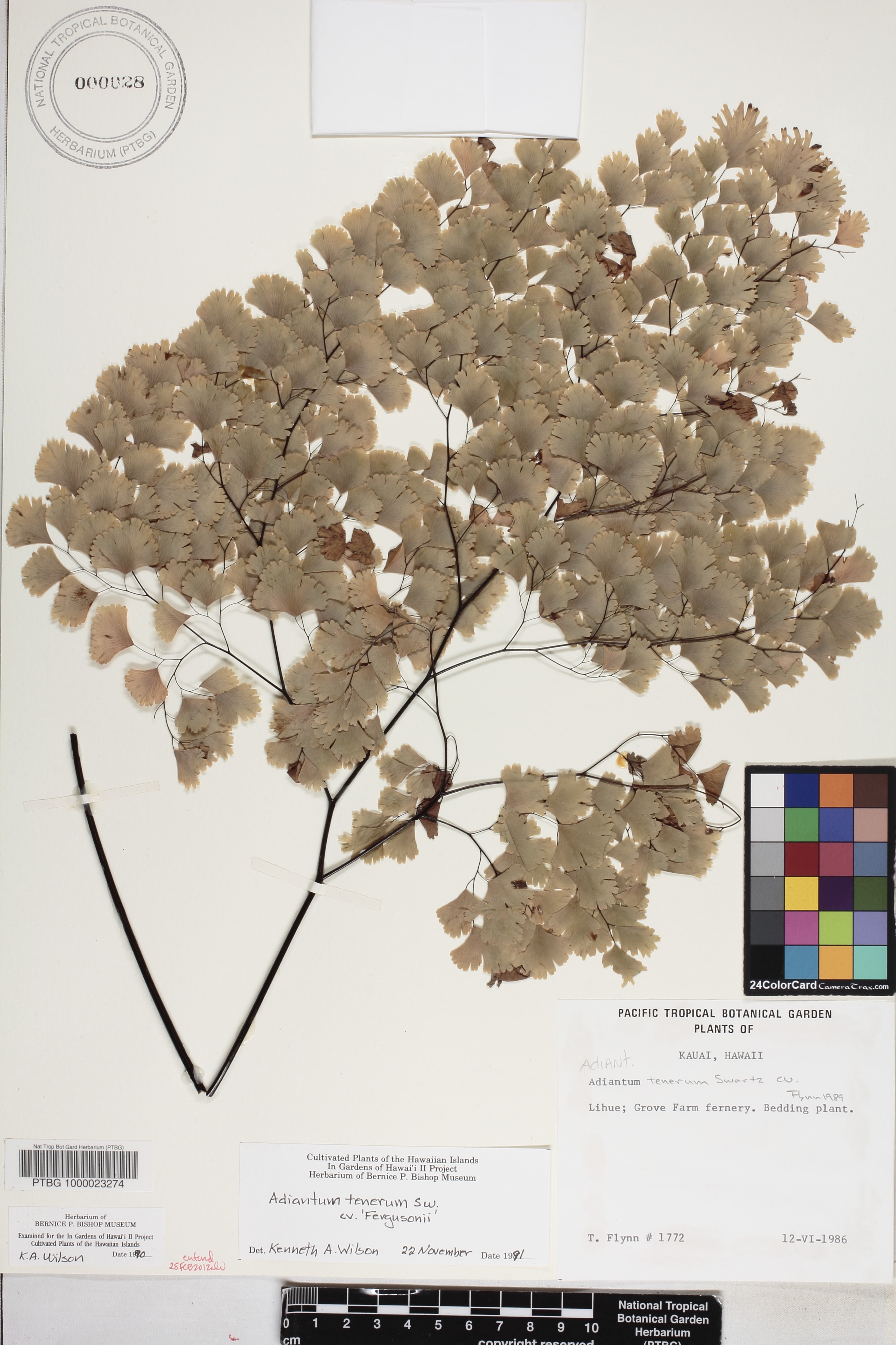 Adiantum tenerum image