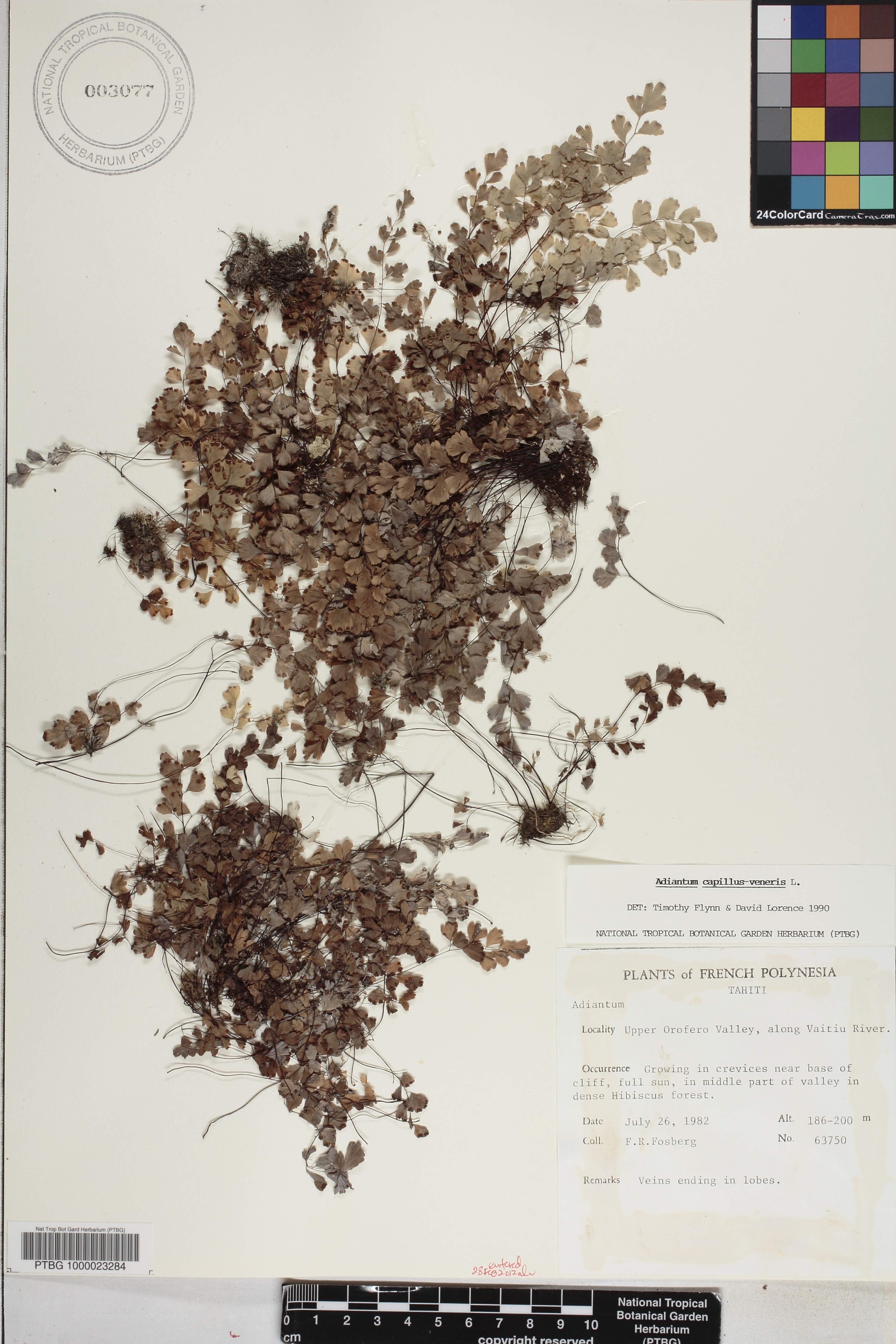 Adiantum capillus-veneris image