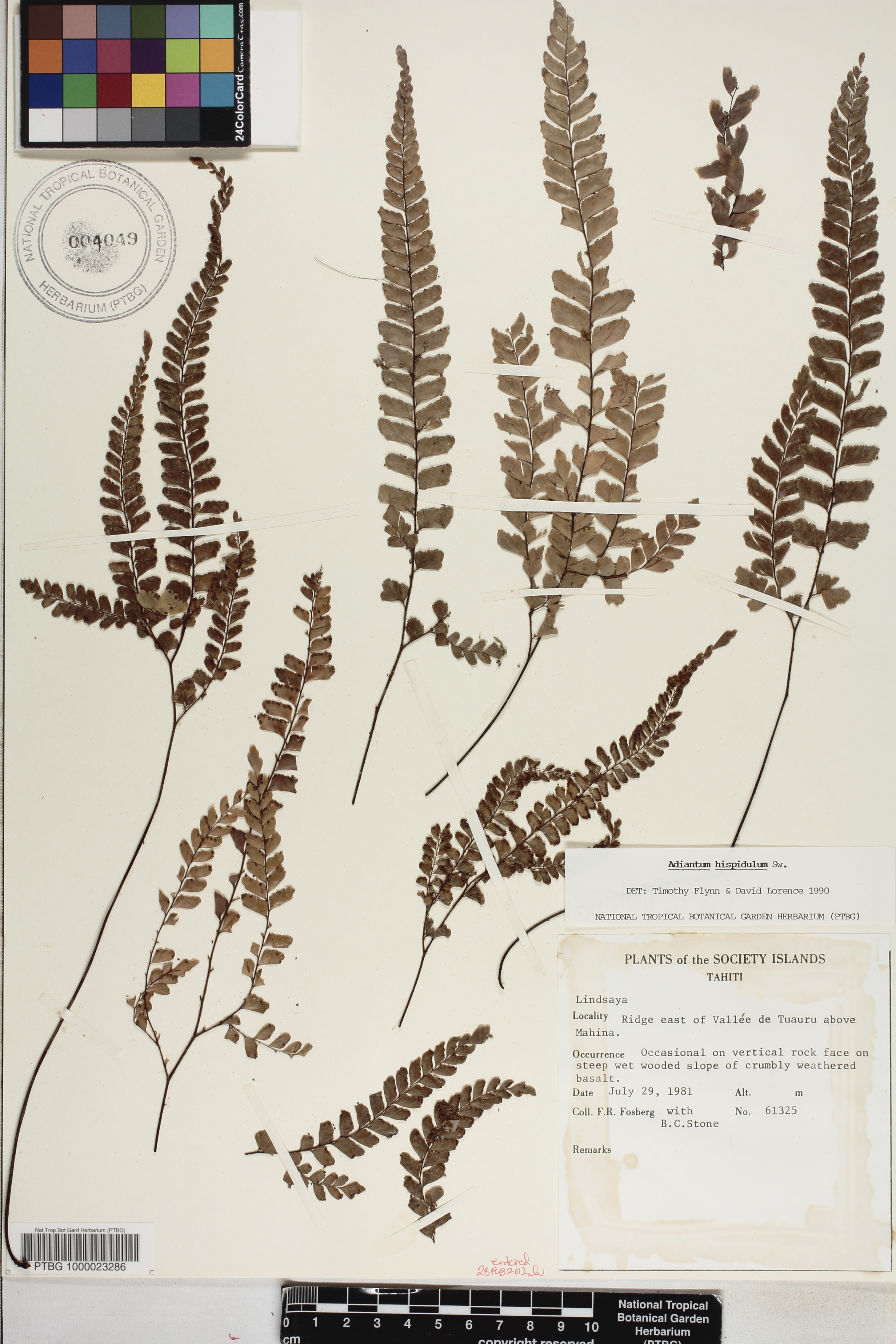 Adiantum hispidulum image