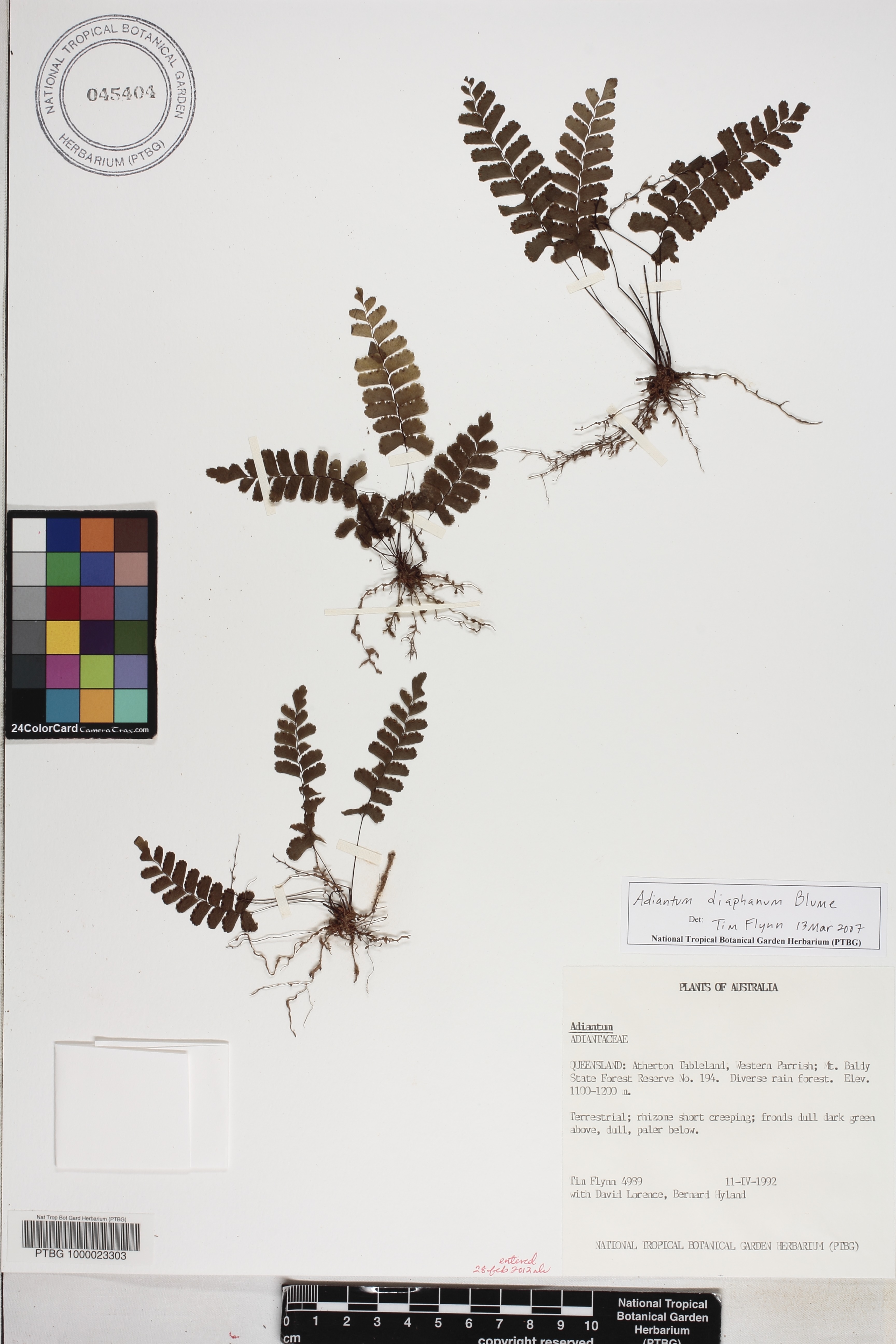 Adiantum diaphanum image