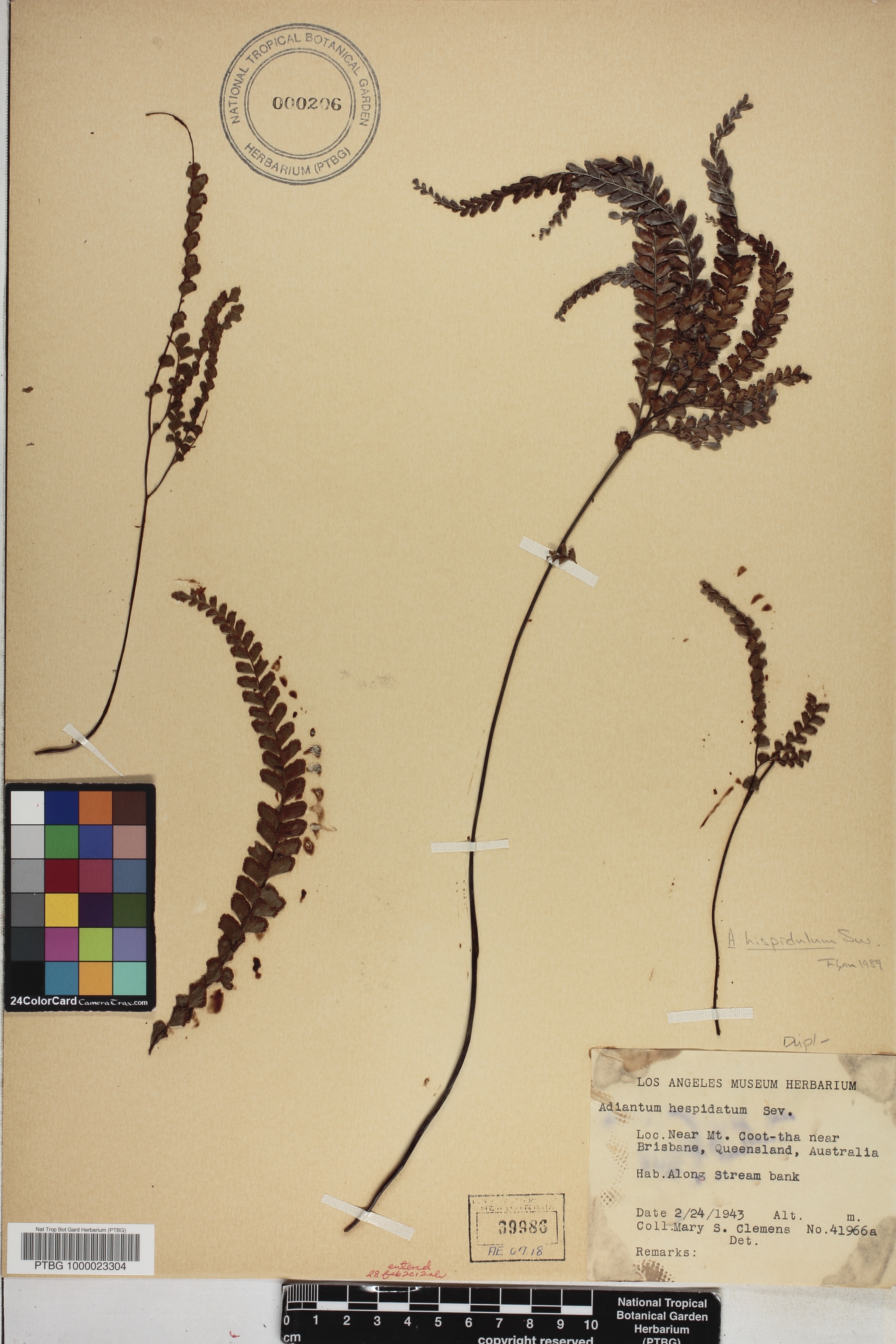 Adiantum hispidulum image
