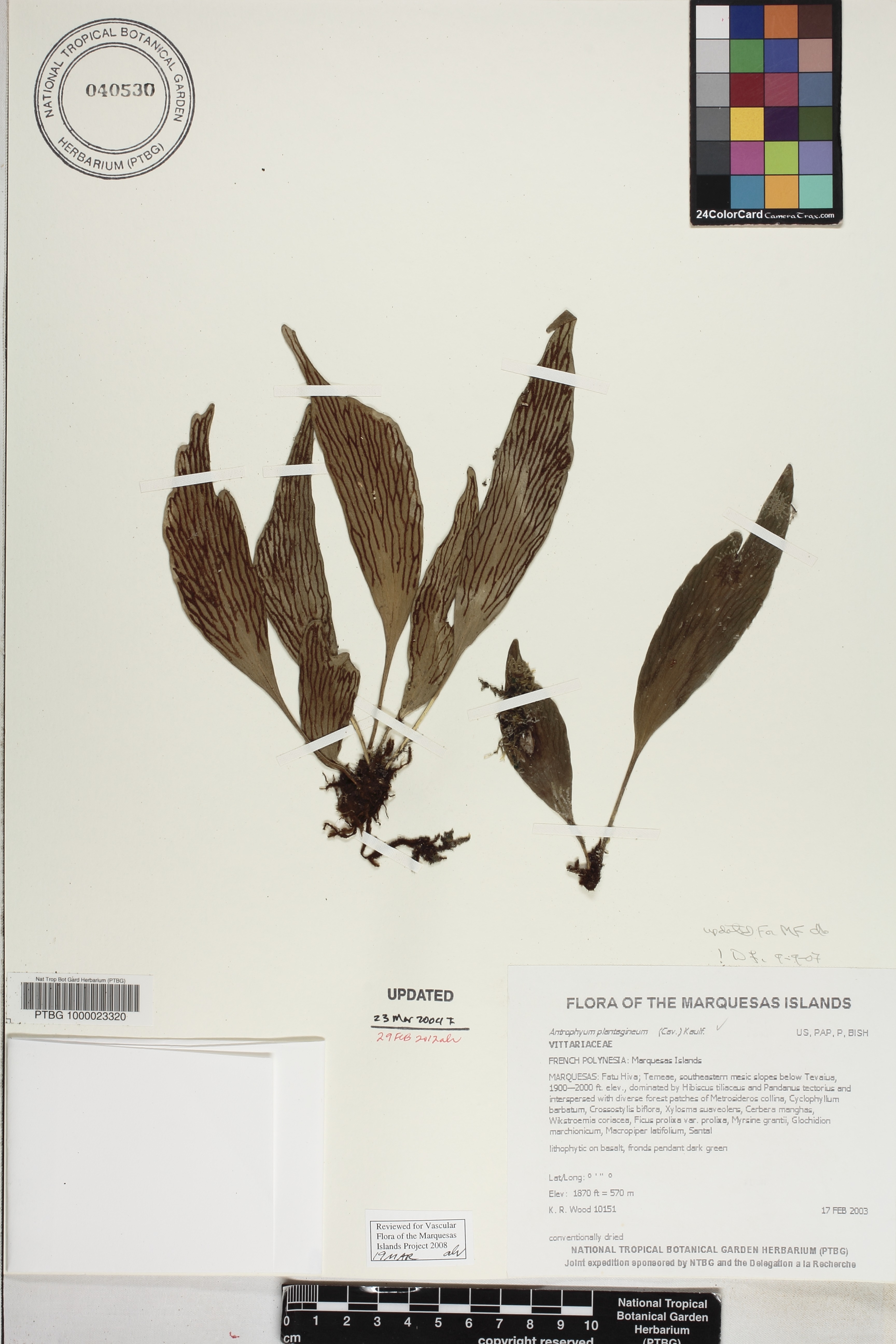 Antrophyum plantagineum image